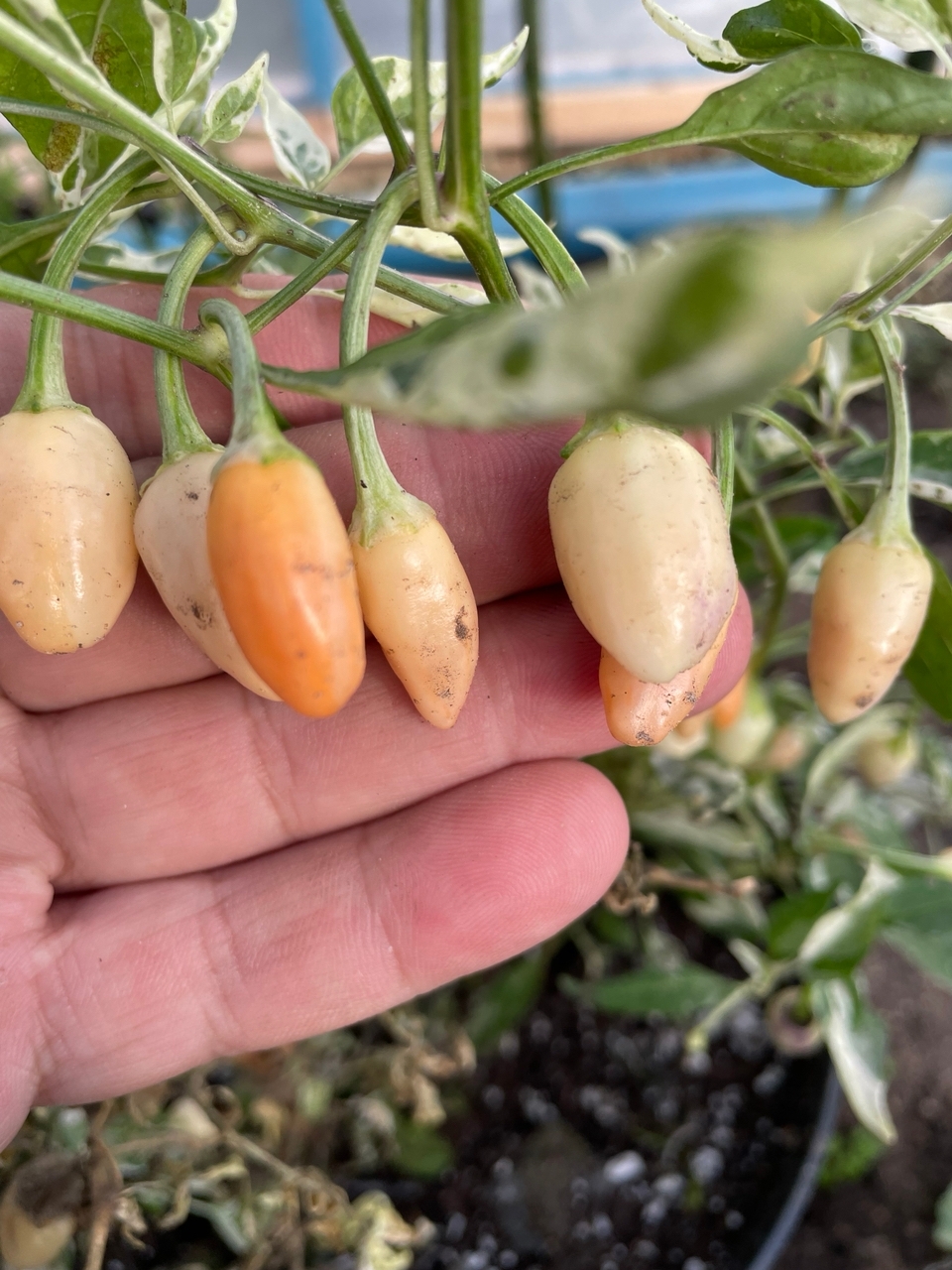 Что вырастает из семян острого перца Peach Teeth - фото 5