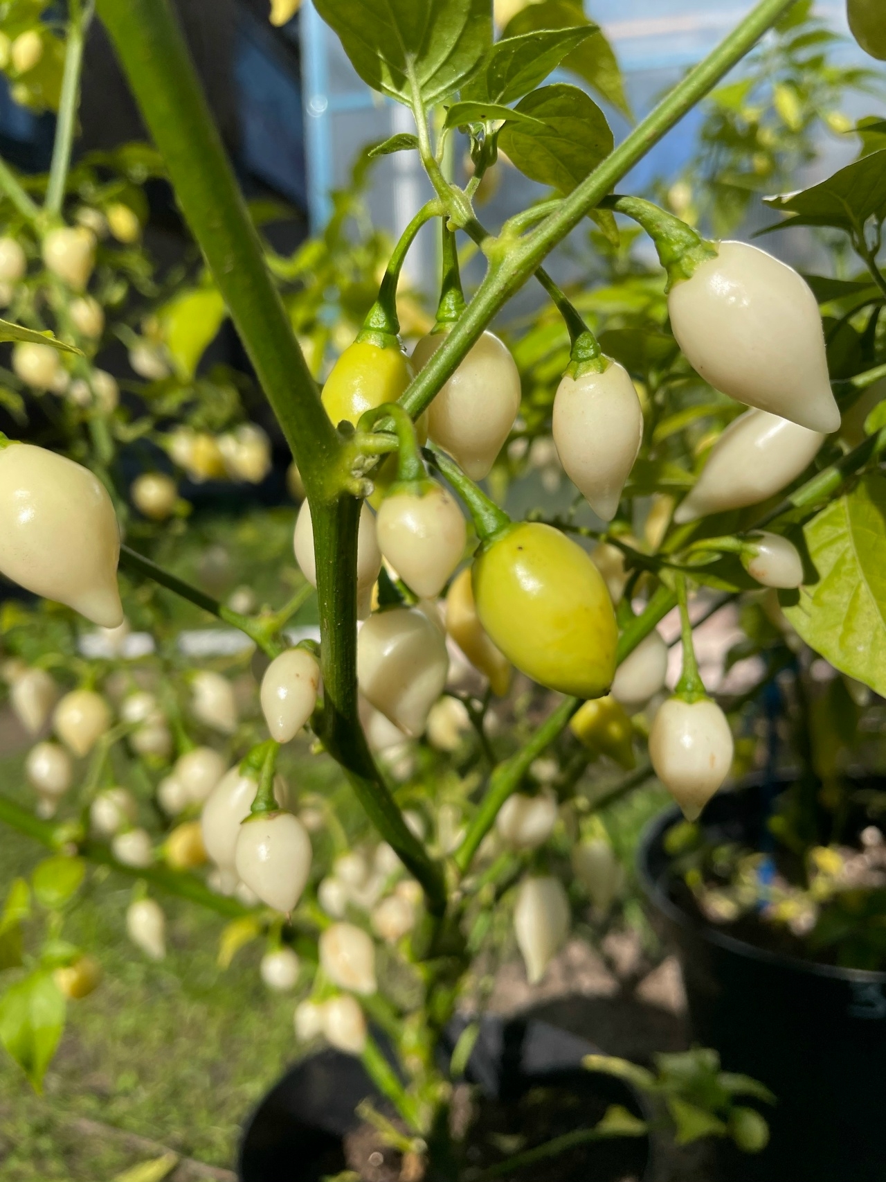 Выращивание острого перца Biquinho White - фото 2