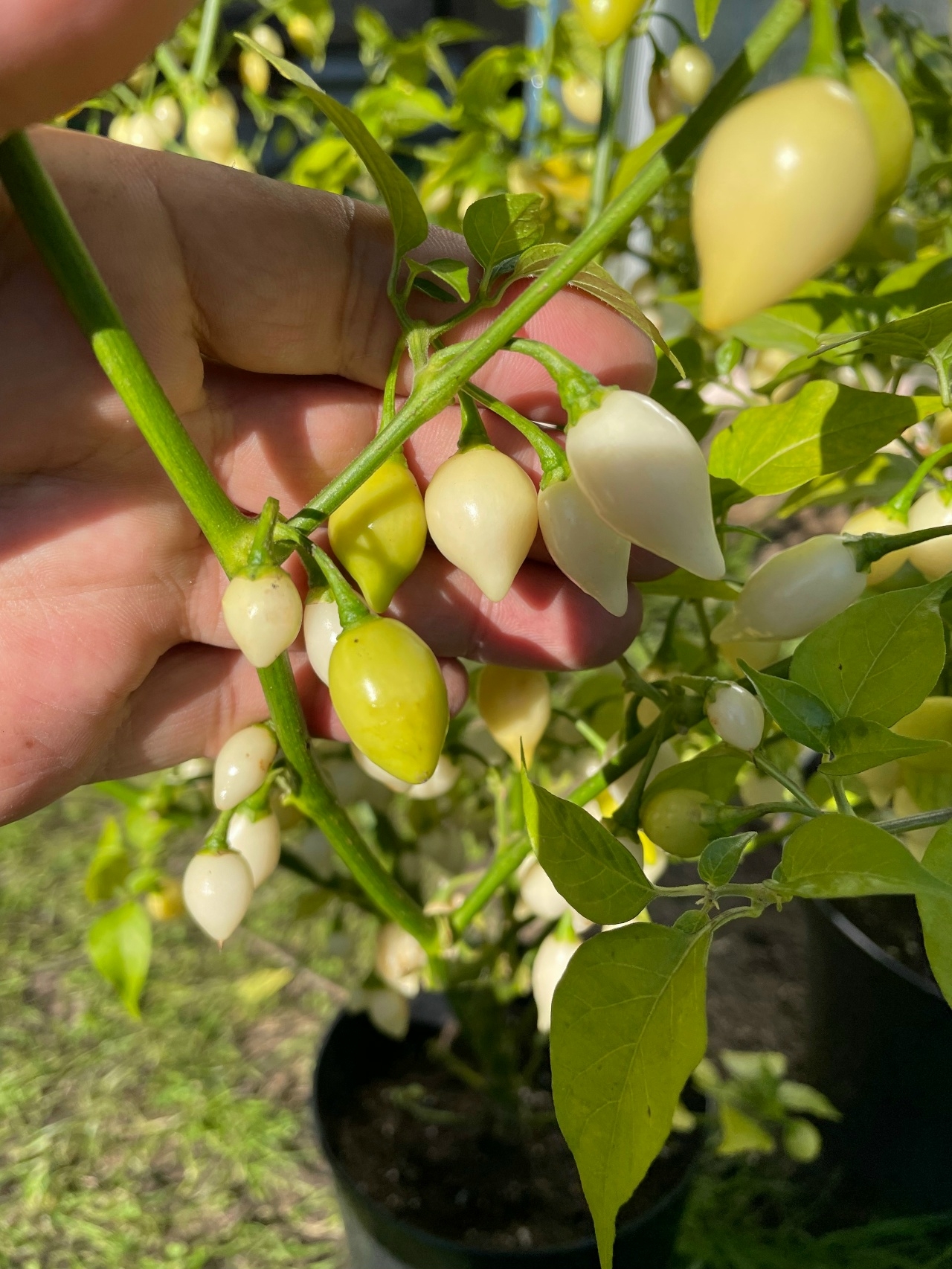 Сорт острого перца Biquinho White - фото 3