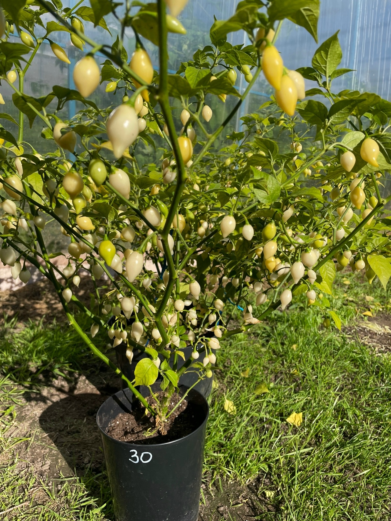 Плоды острого перца Biquinho White - фото 4