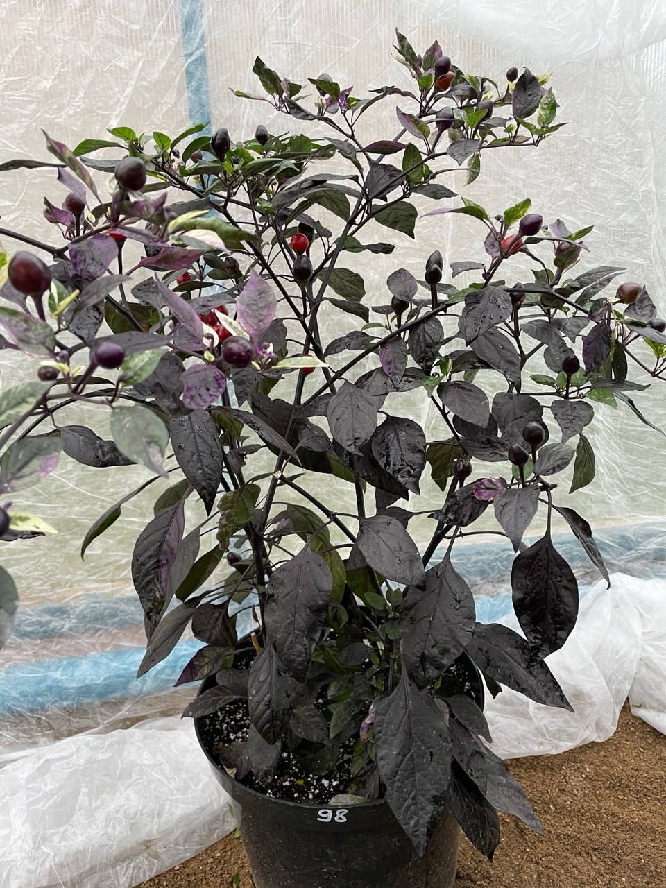 Семена острого перца Dream Catcher x Black Pearl