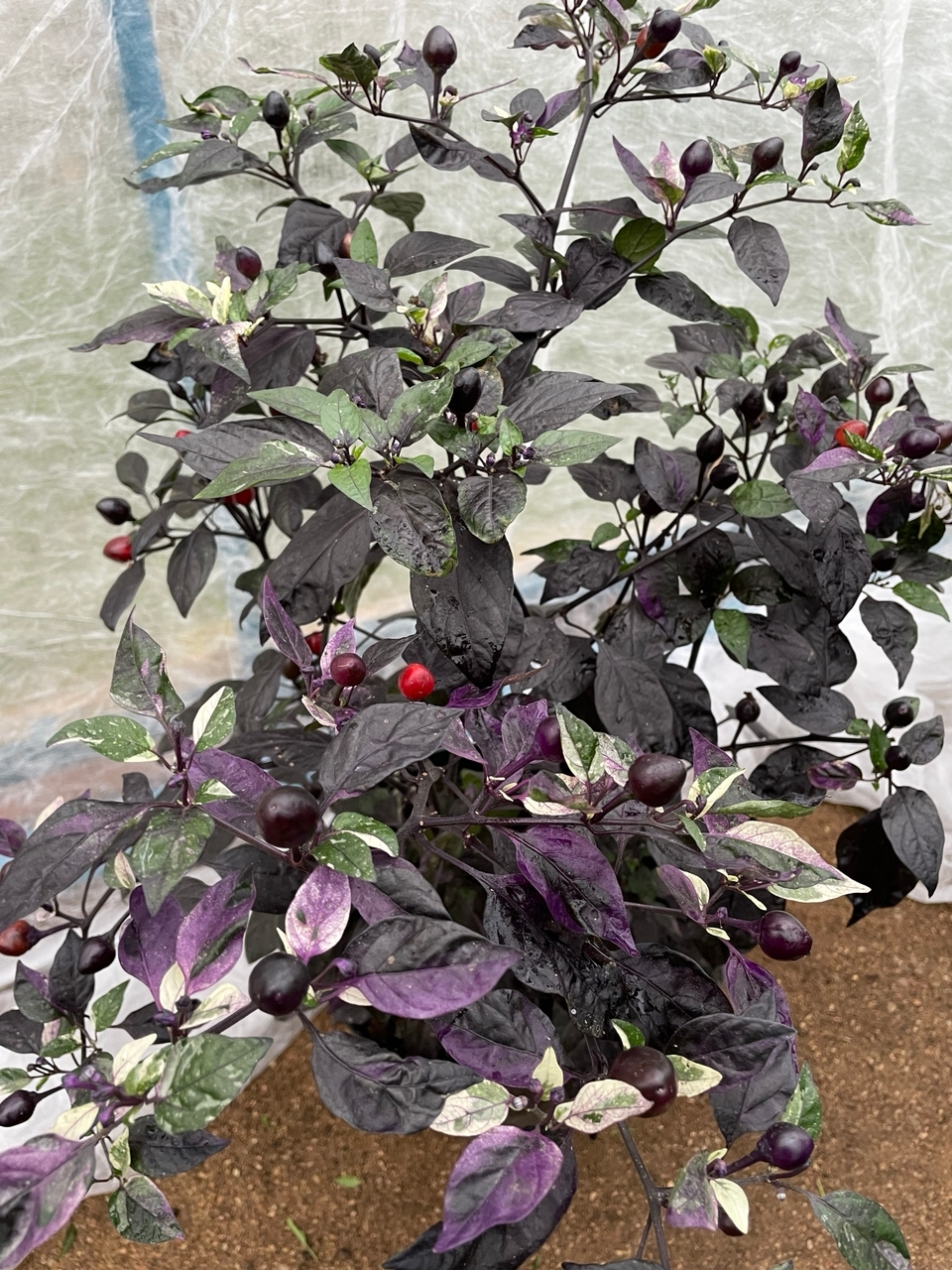 Выращивание острого перца Dream Catcher x Black Pearl - фото 2