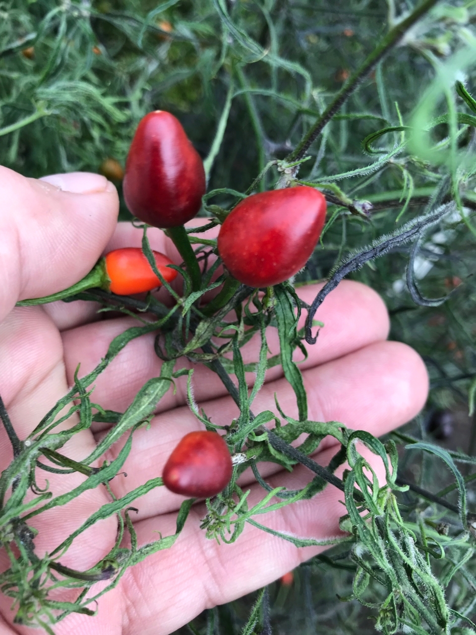 Семена острого перца Mattapeño x Mutant-3