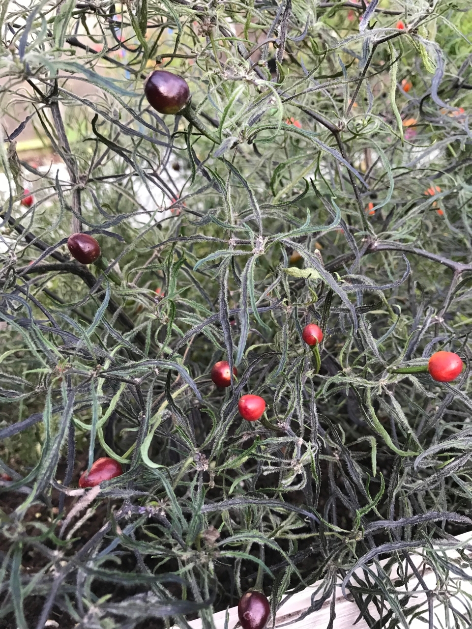 Выращивание острого перца Mattapeño x Mutant-3 - фото 2