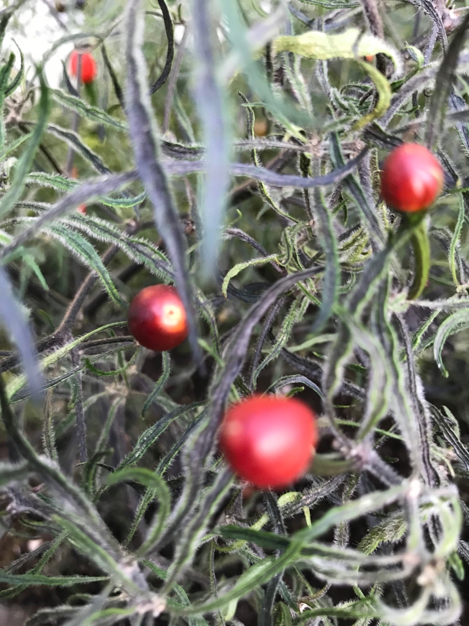 Сорт острого перца Mattapeño x Mutant-3 - фото 3