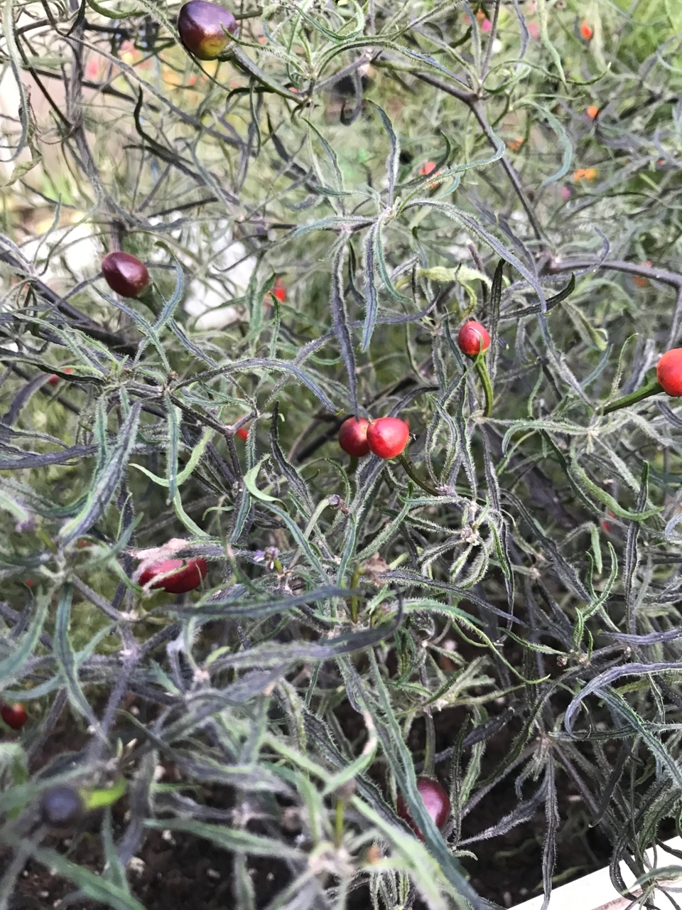 Плоды острого перца Mattapeño x Mutant-3 - фото 4