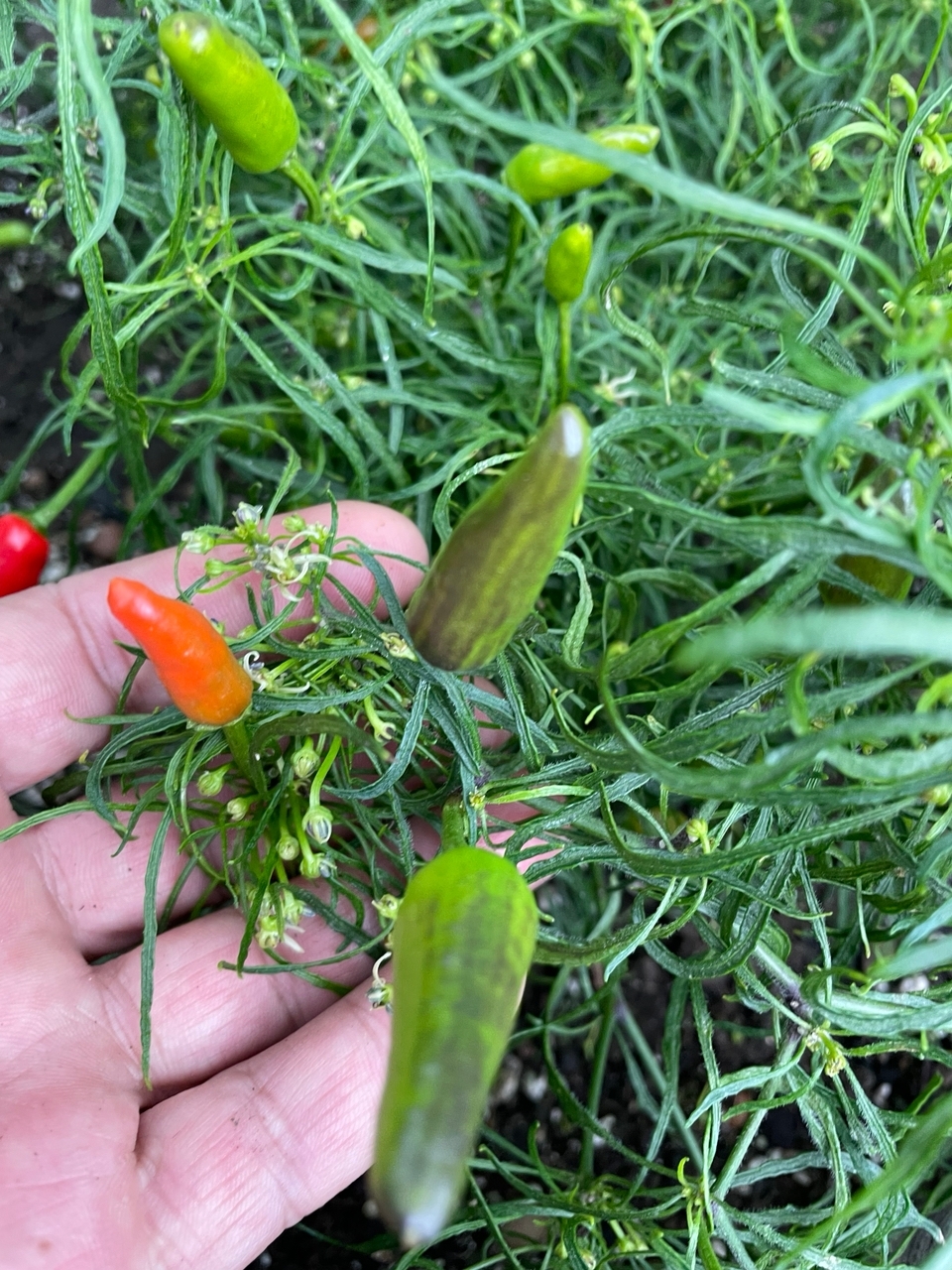 Семена острого перца Black Claw Mutant