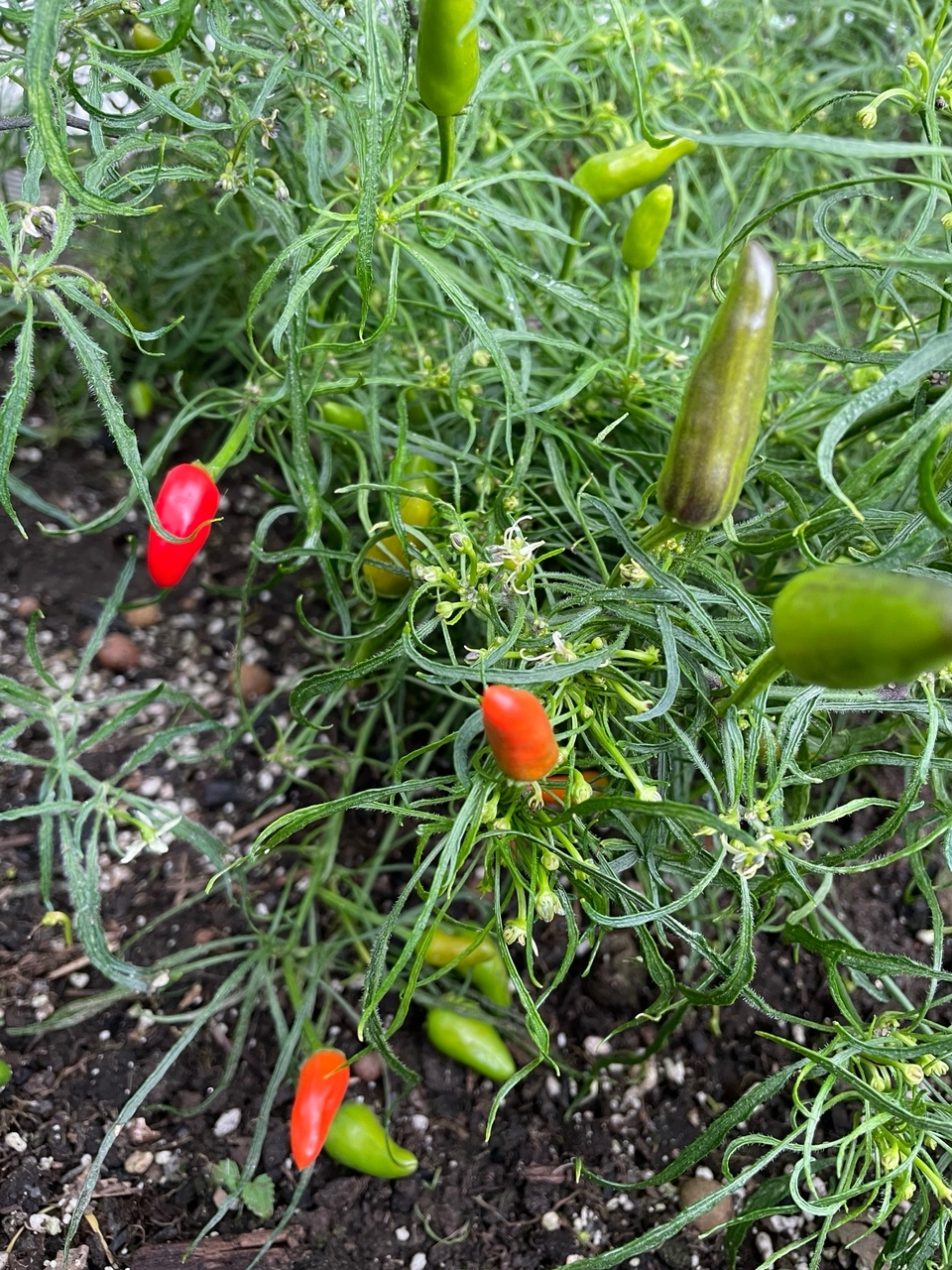 Выращивание острого перца Black Claw Mutant - фото 2
