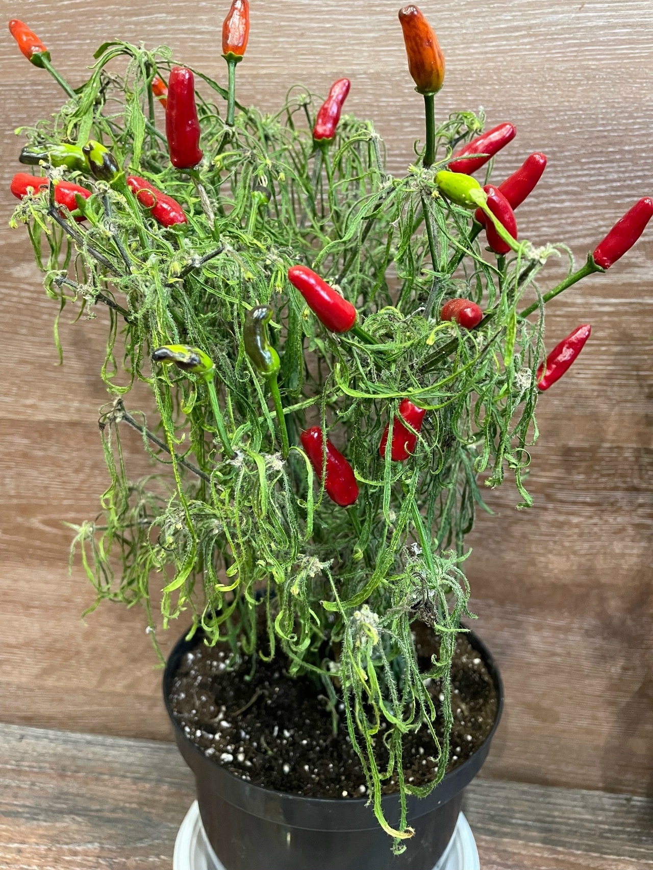 Семена острого перца Leshiy Green