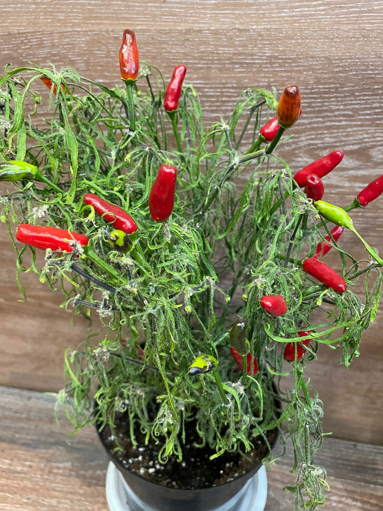 Выращивание острого перца Leshiy Green - фото 2