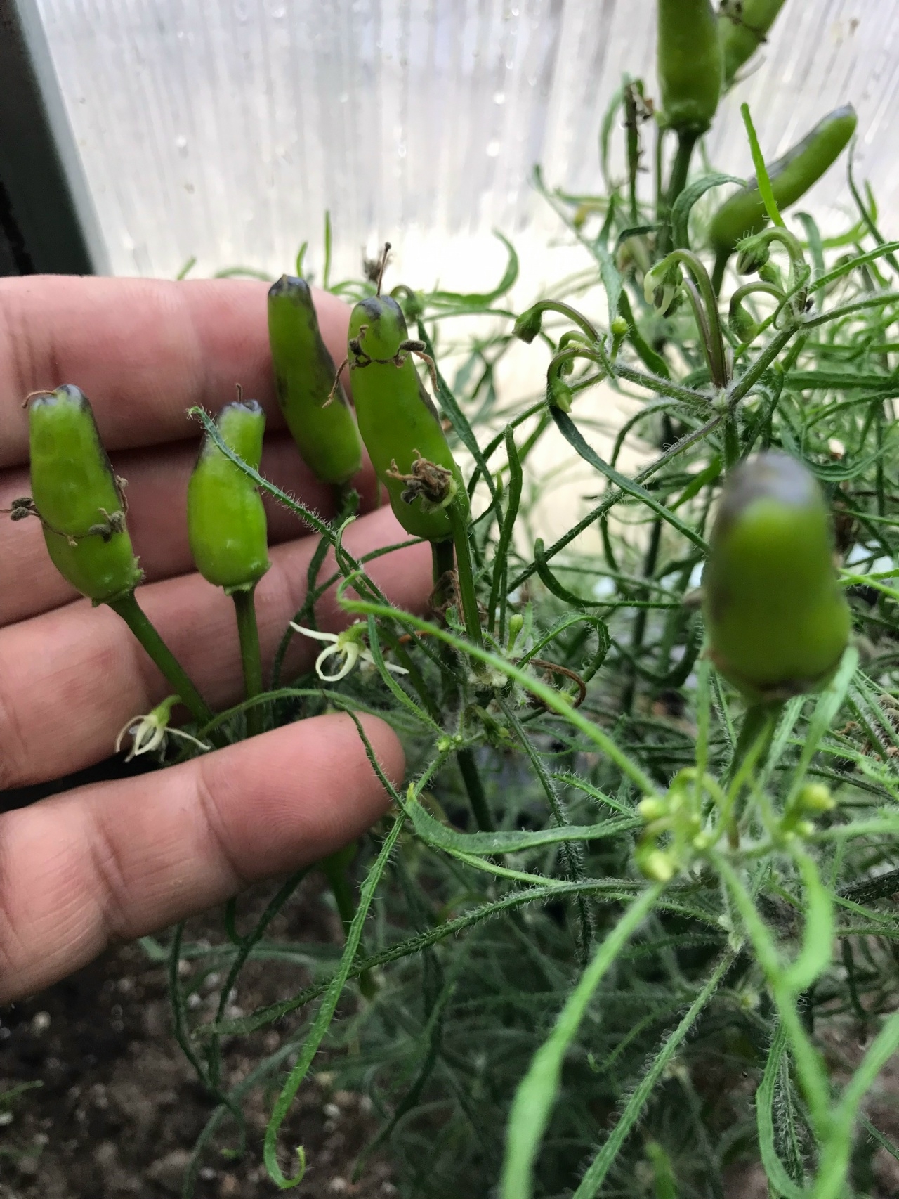 Сорт острого перца Leshiy Green - фото 3