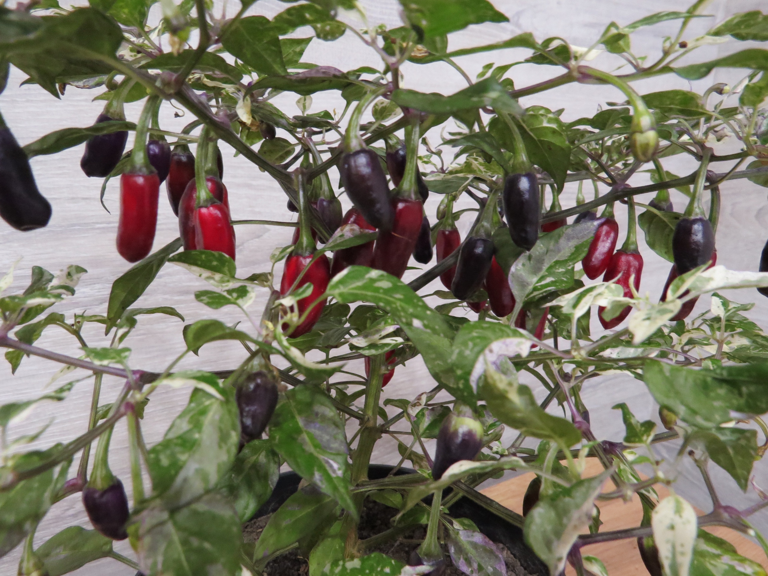 Семена острого перца Purple Tiger