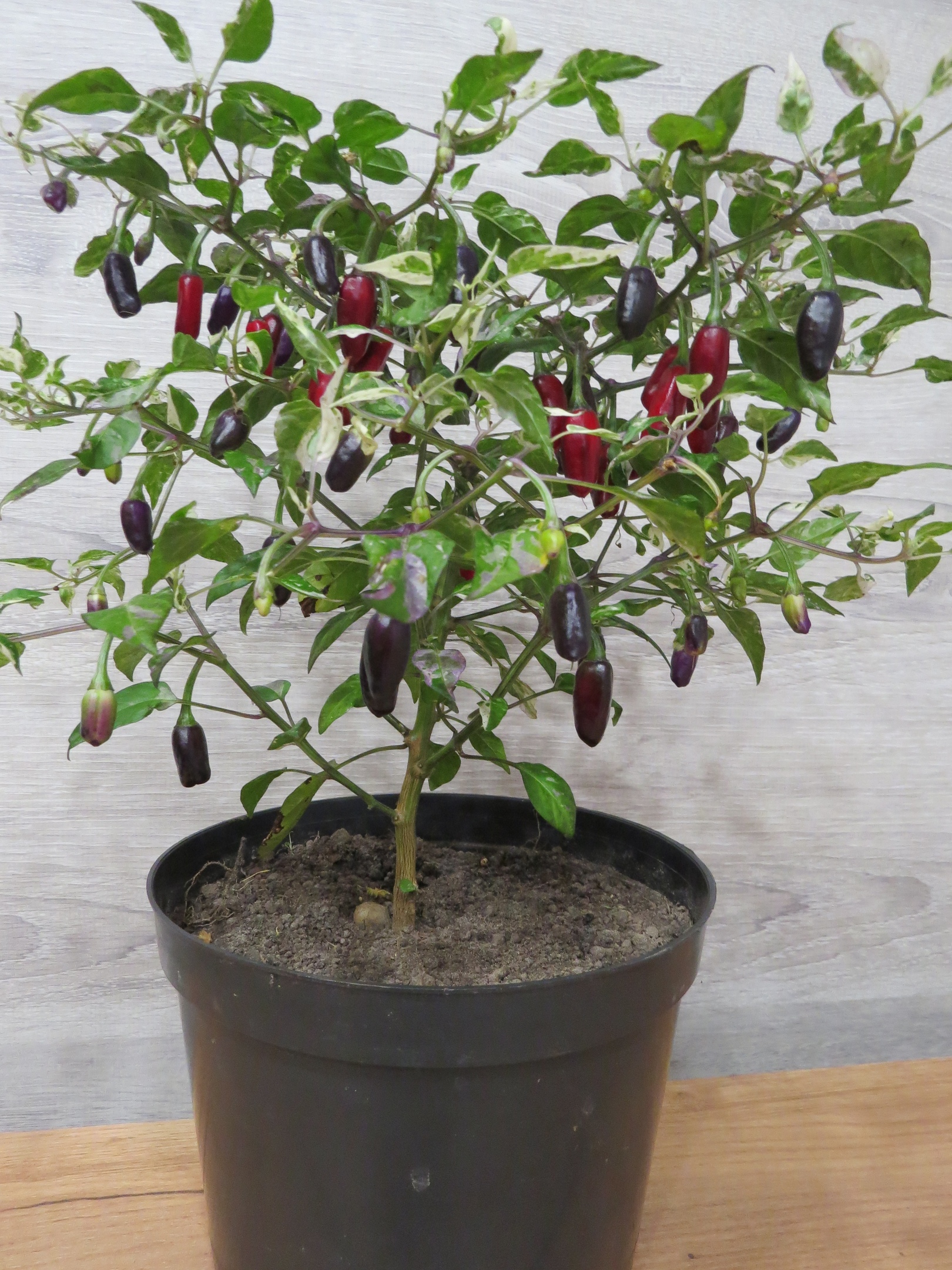 Выращивание острого перца Purple Tiger - фото 2