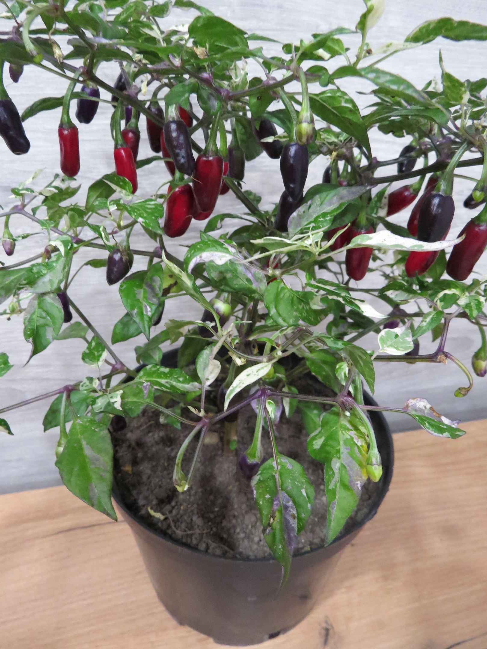 Сорт острого перца Purple Tiger - фото 3