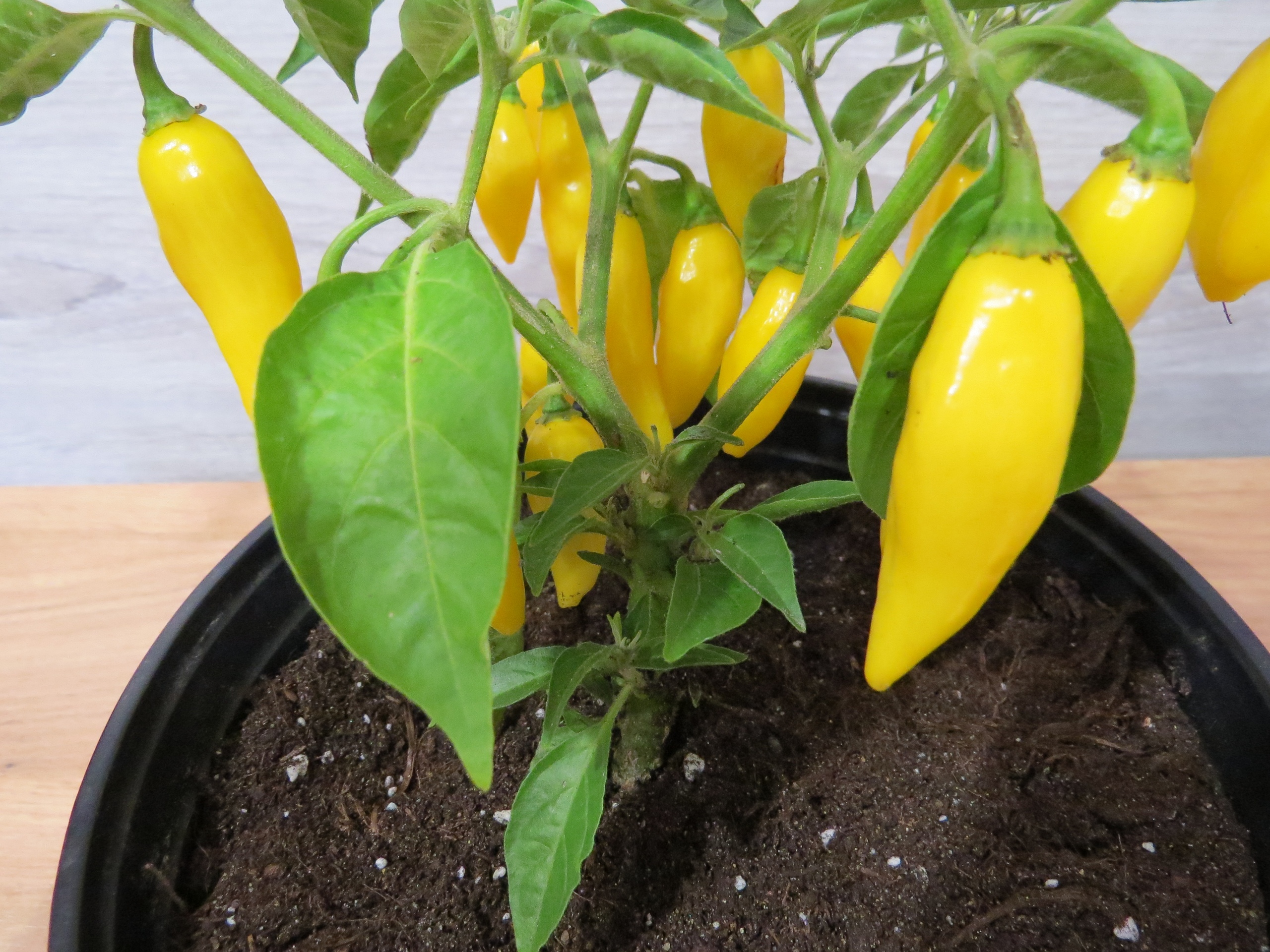 Семена острого перца Aji Mochero