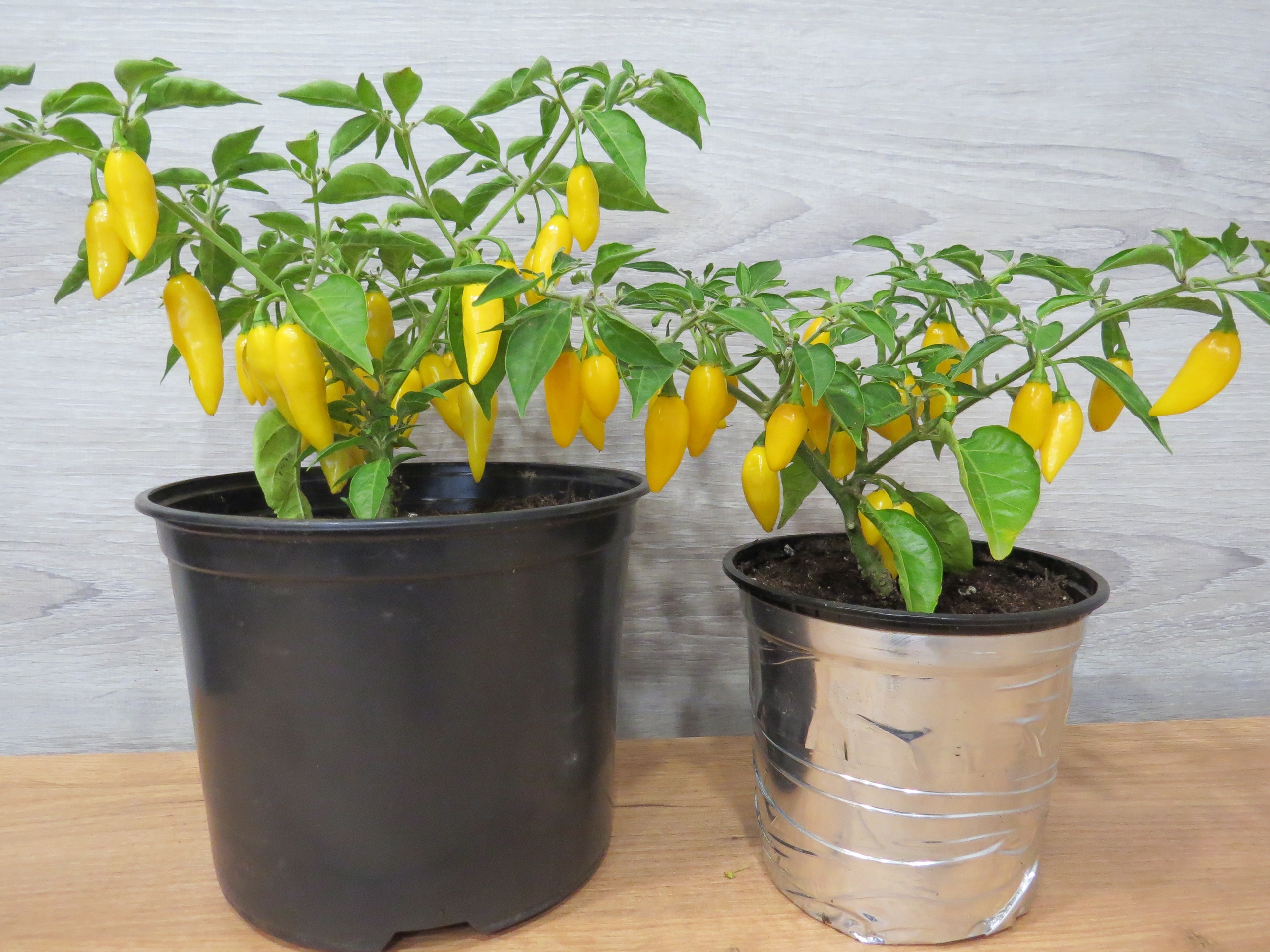 Выращивание острого перца Aji Mochero - фото 2