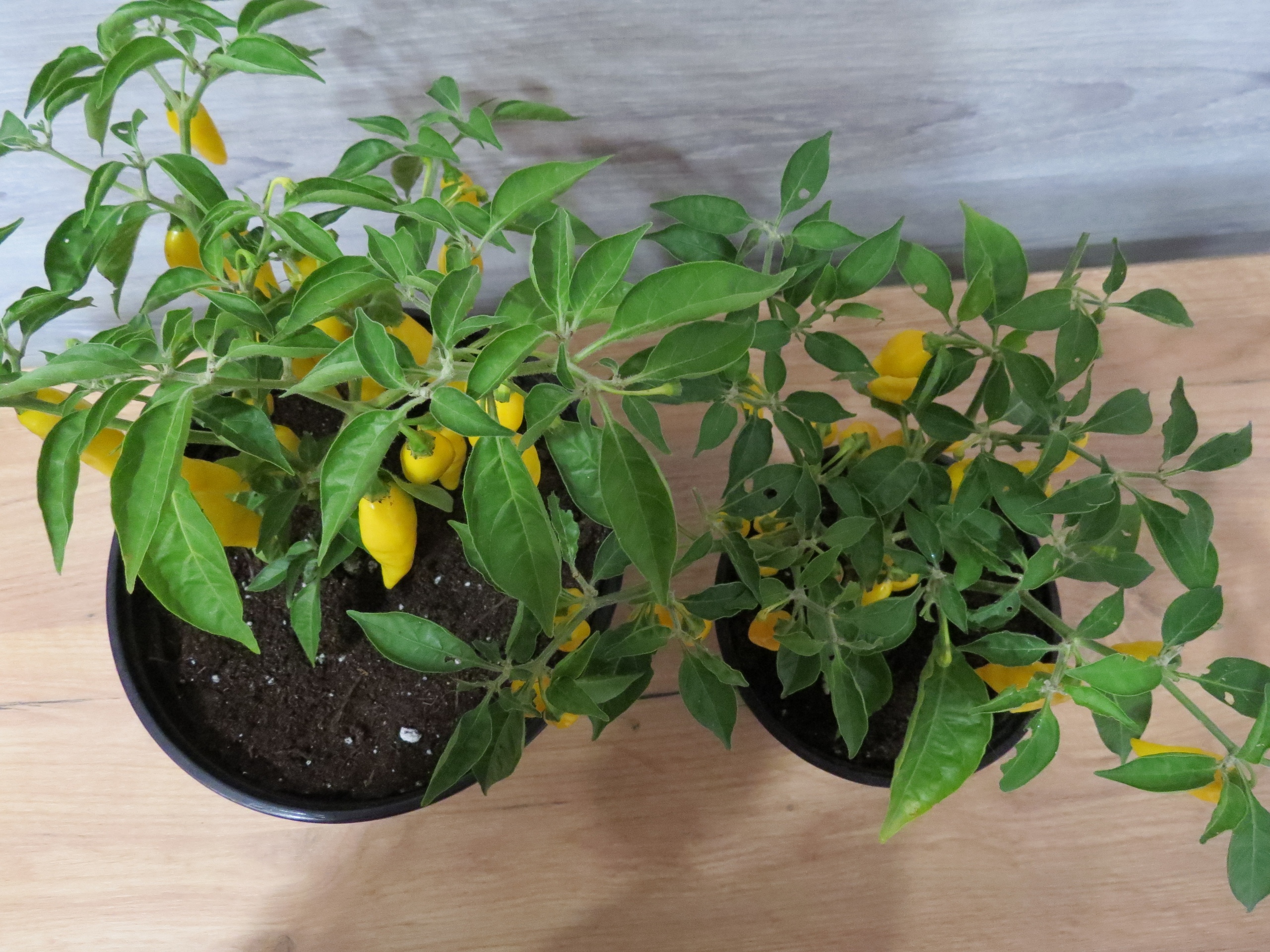 Сорт острого перца Aji Mochero - фото 3