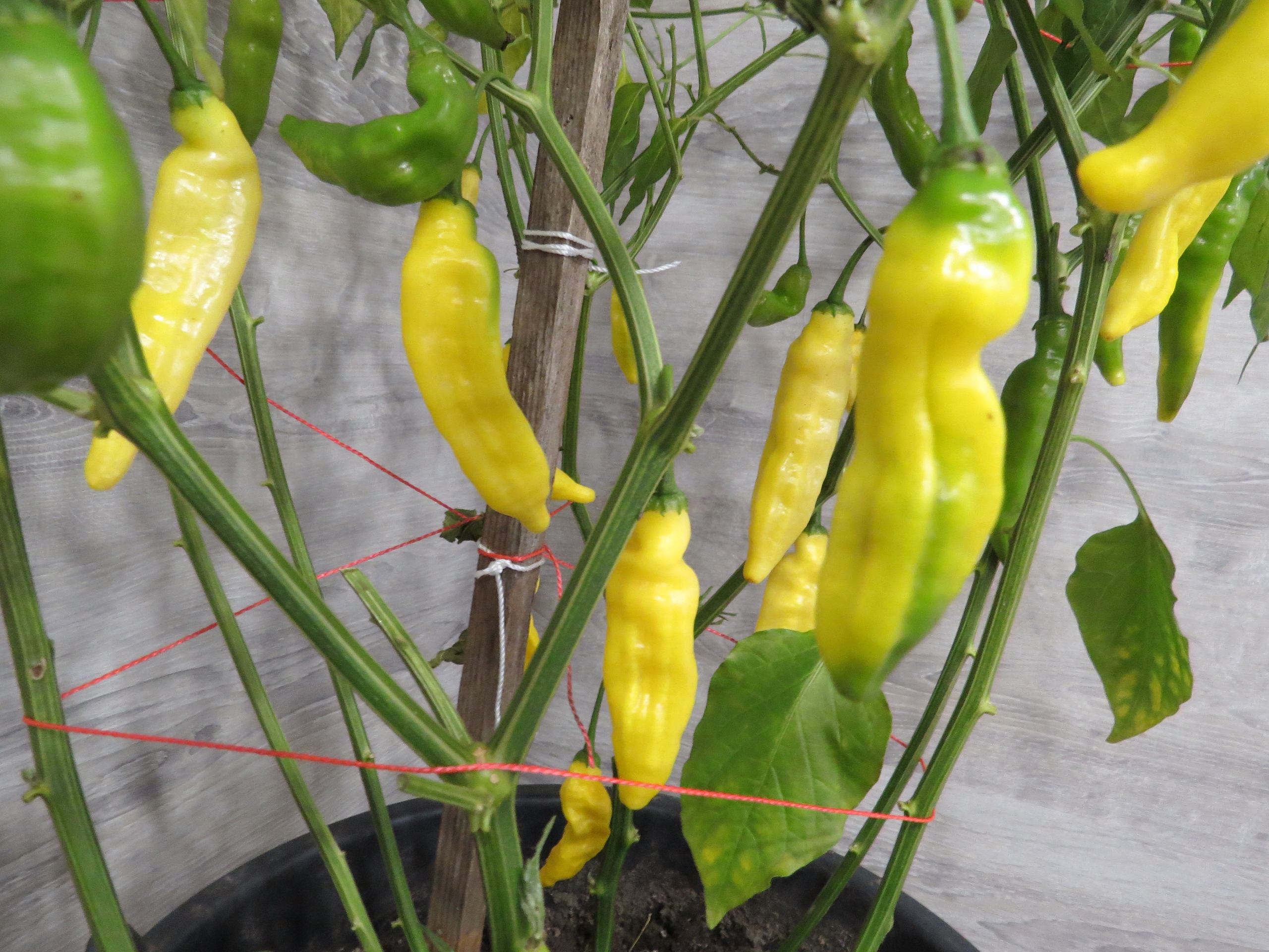 Семена острого перца Aji Pineapple