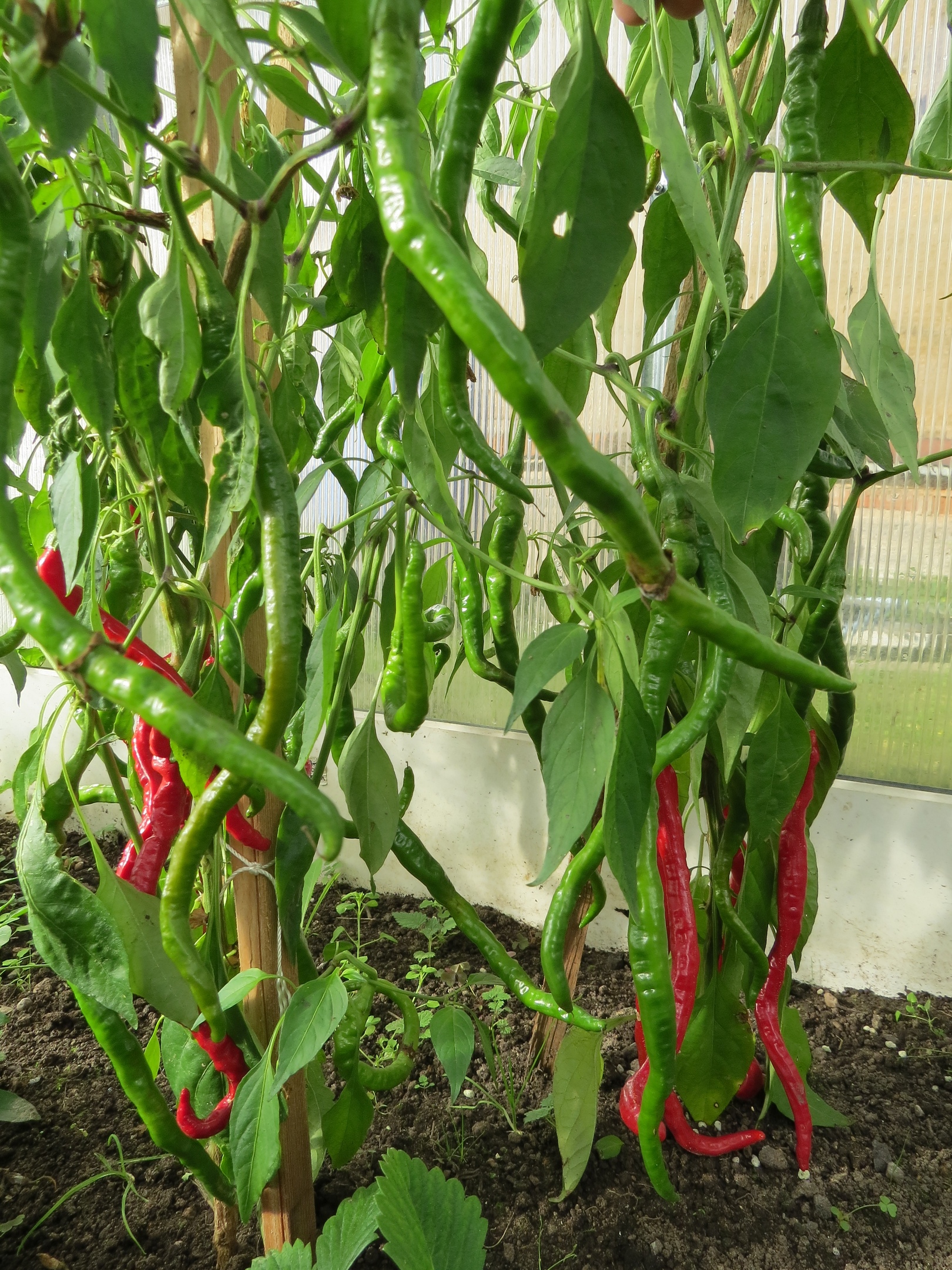 Семена острого перца Thunder Mountain Longhorn