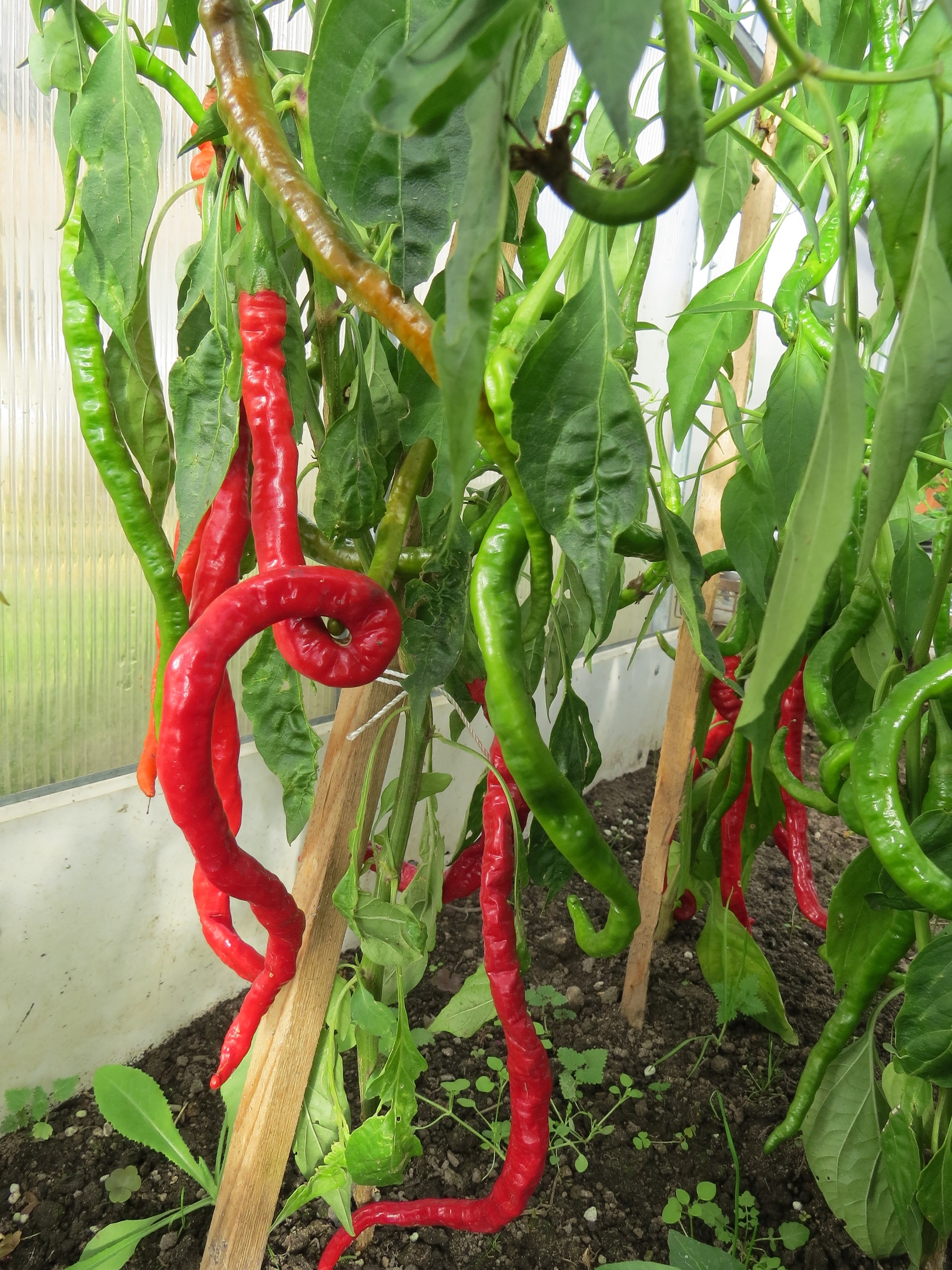 Выращивание острого перца Thunder Mountain Longhorn - фото 2