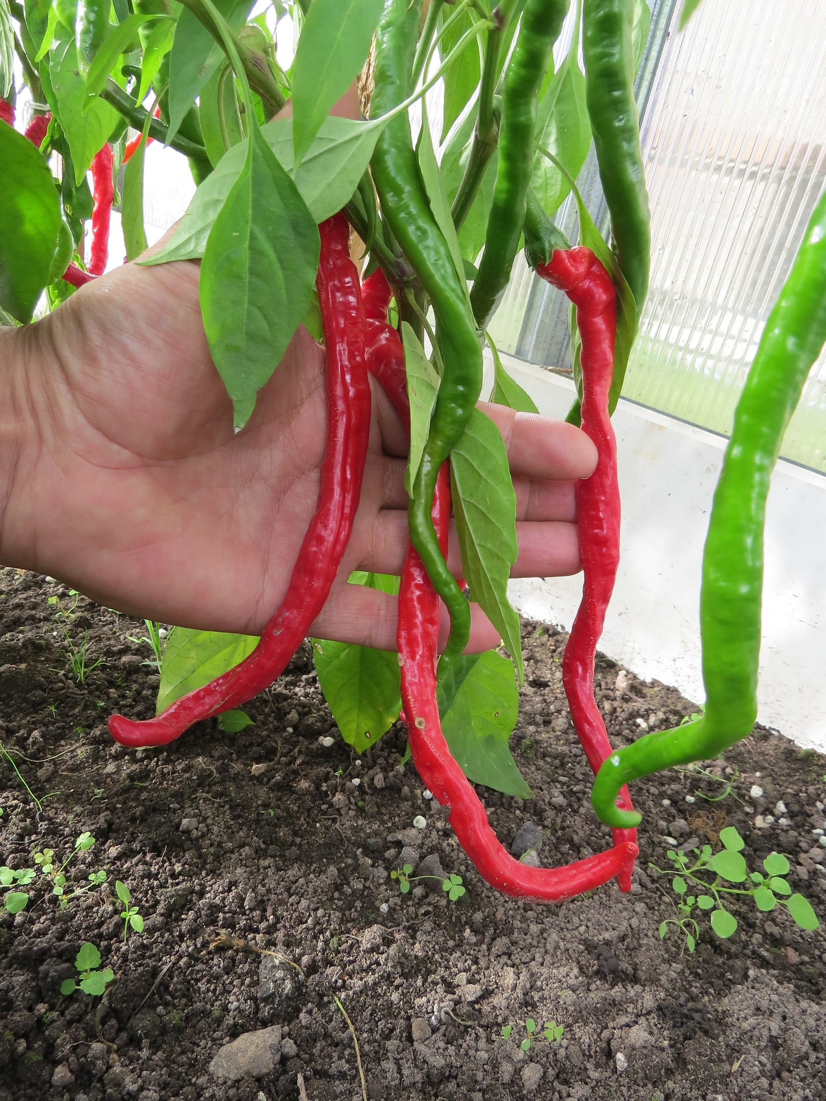 Сорт острого перца Thunder Mountain Longhorn - фото 3