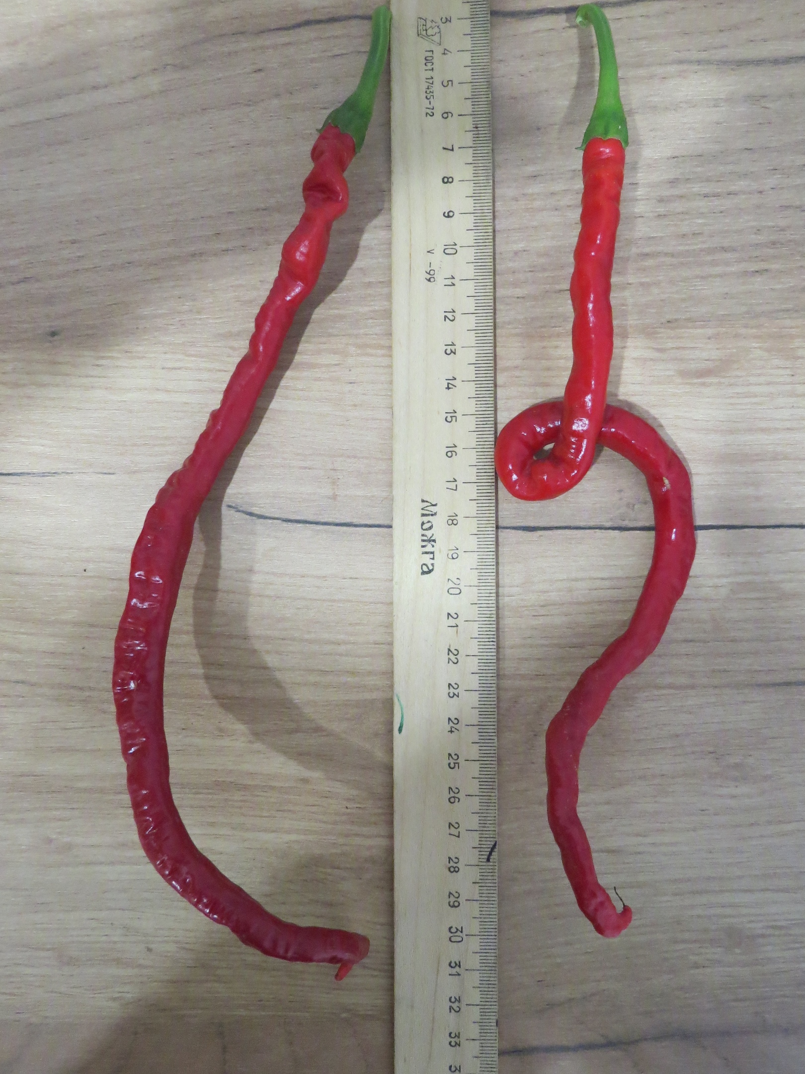 Плоды острого перца Thunder Mountain Longhorn - фото 4