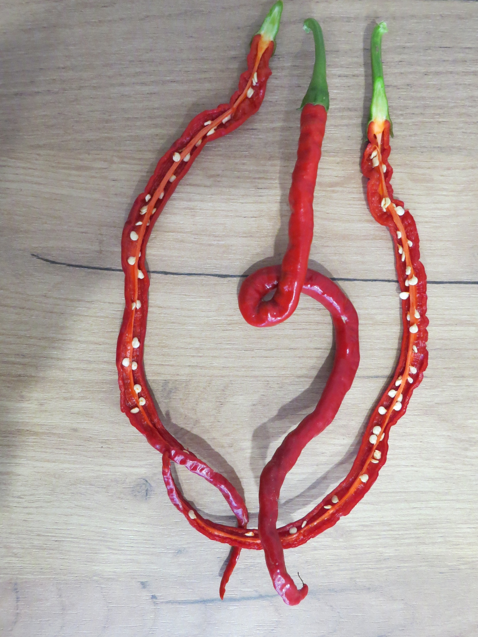 Что вырастает из семян острого перца Thunder Mountain Longhorn - фото 5