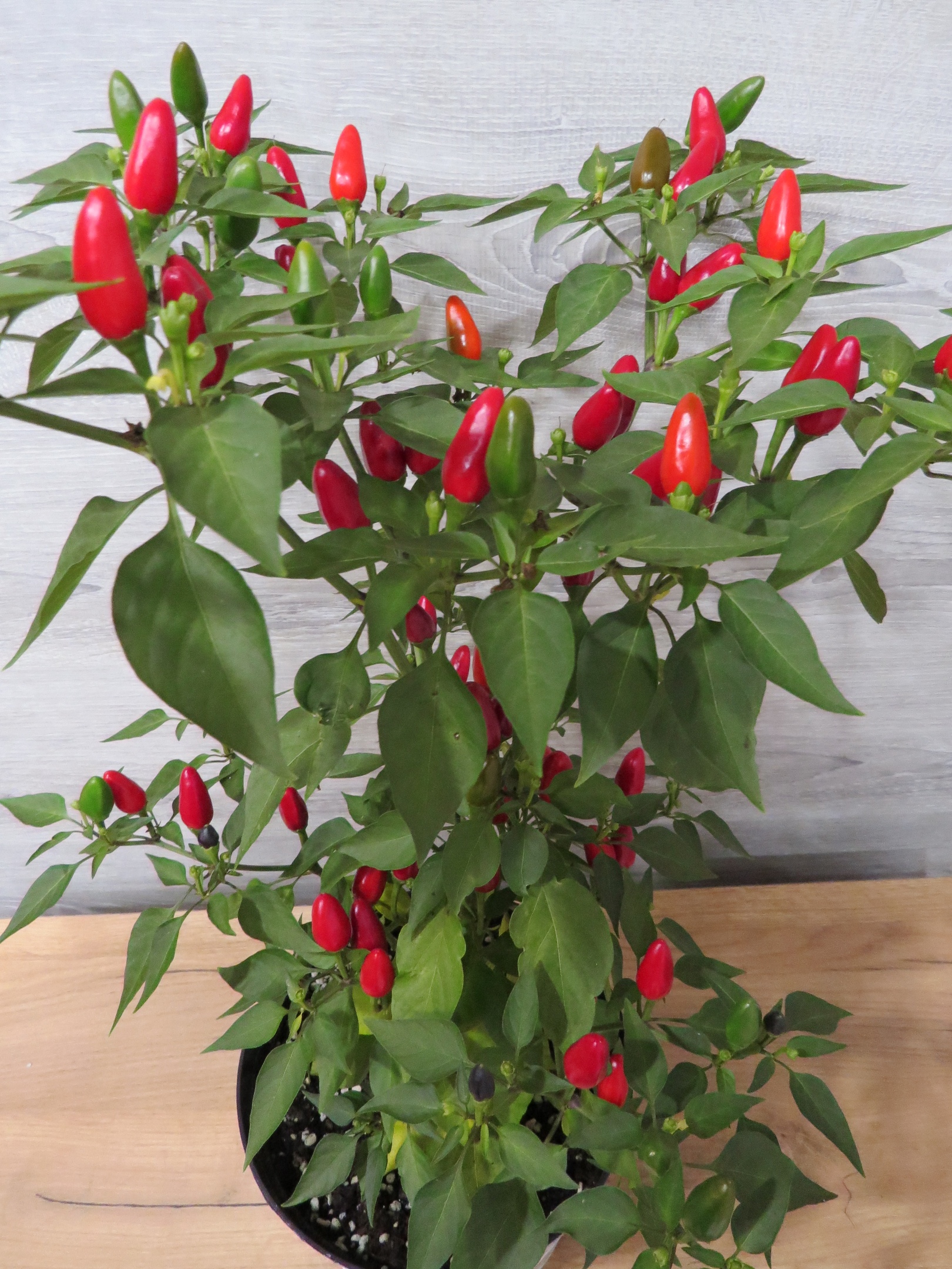 Семена острого перца Птичий глаз