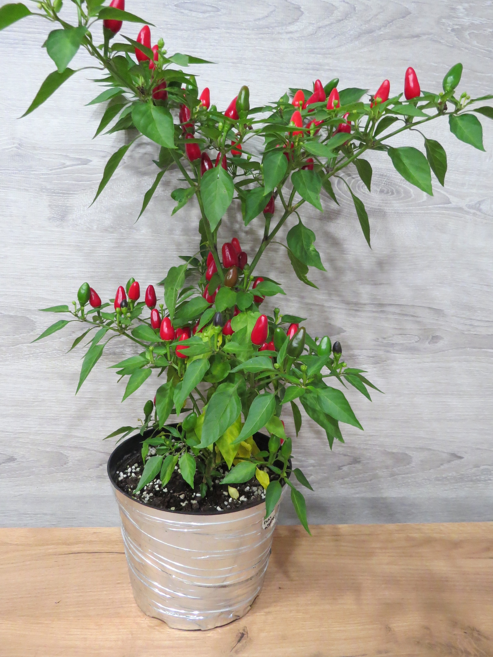 Сорт острого перца Птичий глаз - фото 3