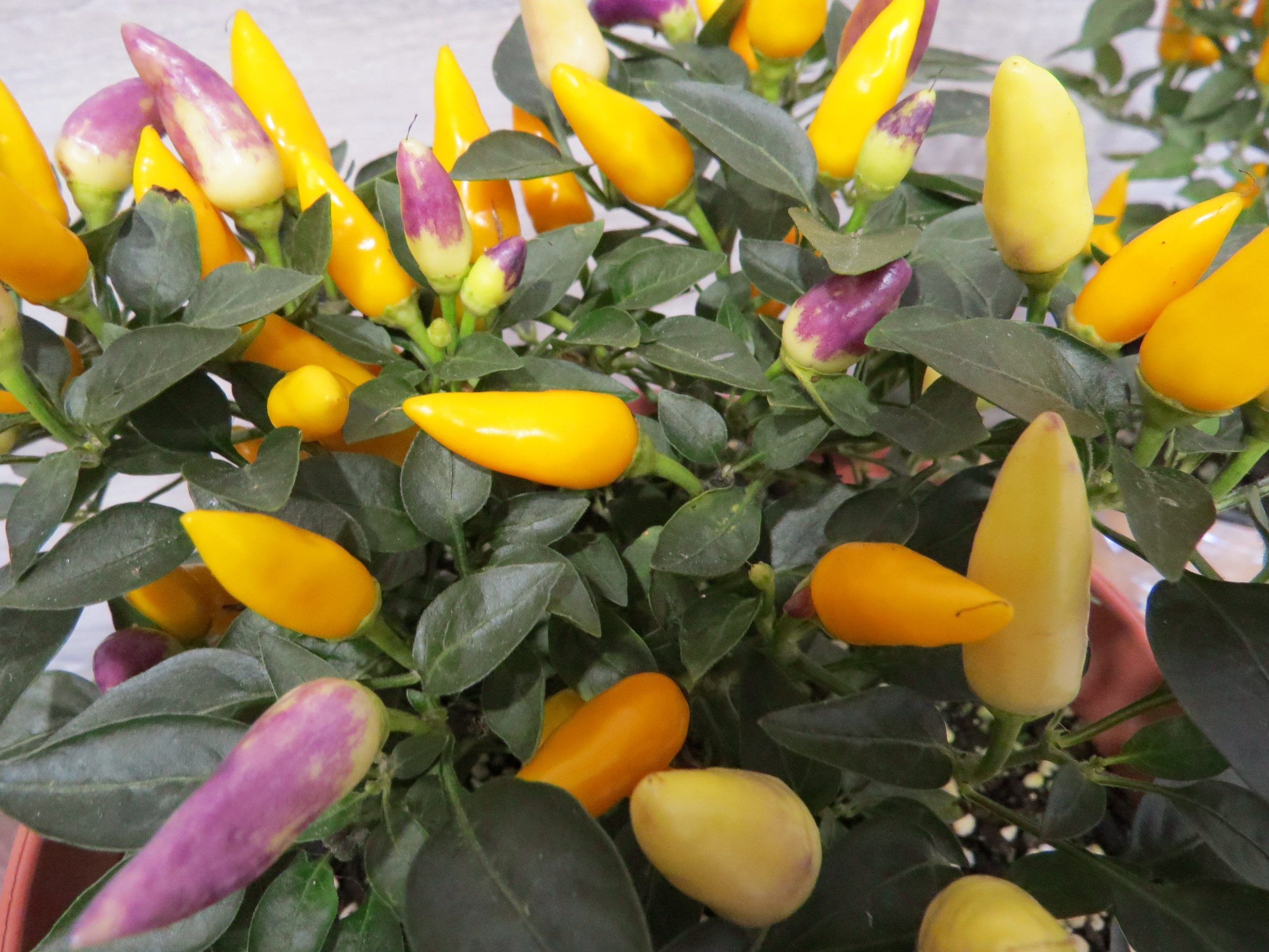 Семена острого перца Северное сияние