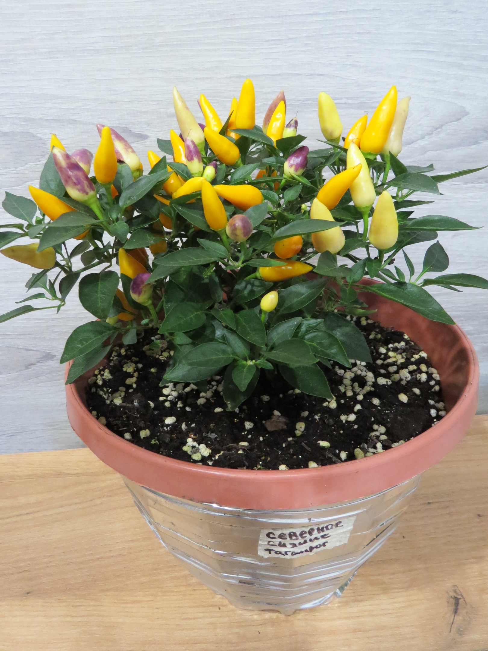 Выращивание острого перца Северное сияние - фото 2