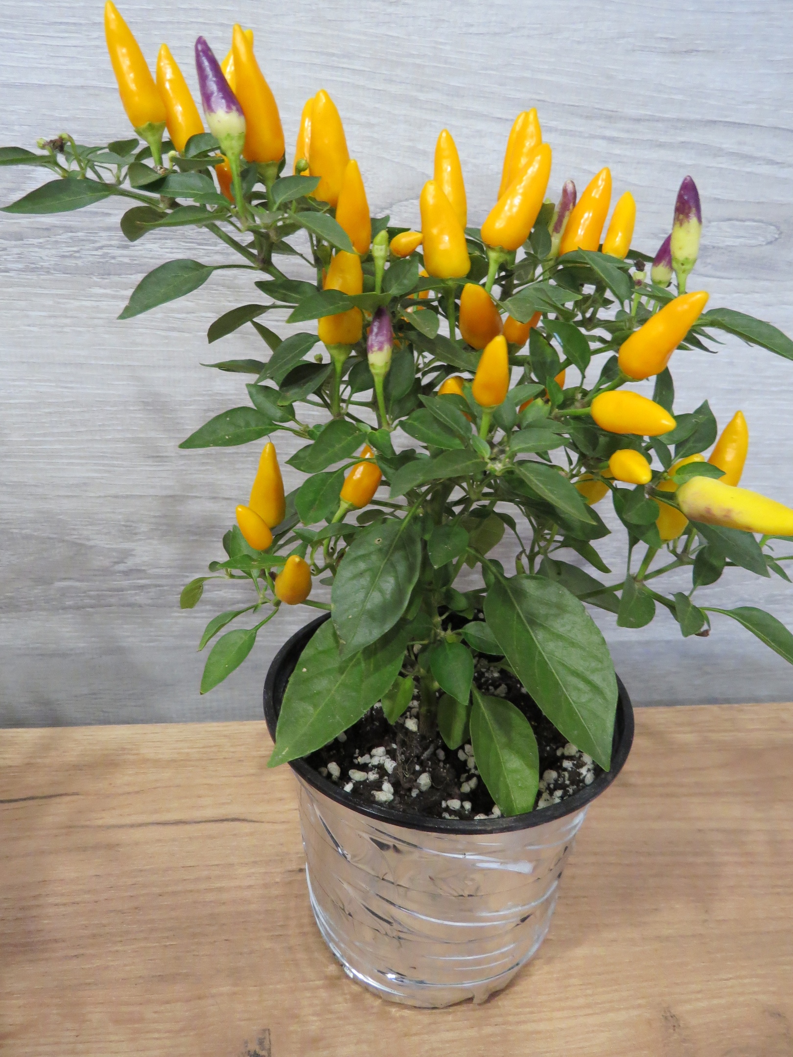 Сорт острого перца Северное сияние - фото 3