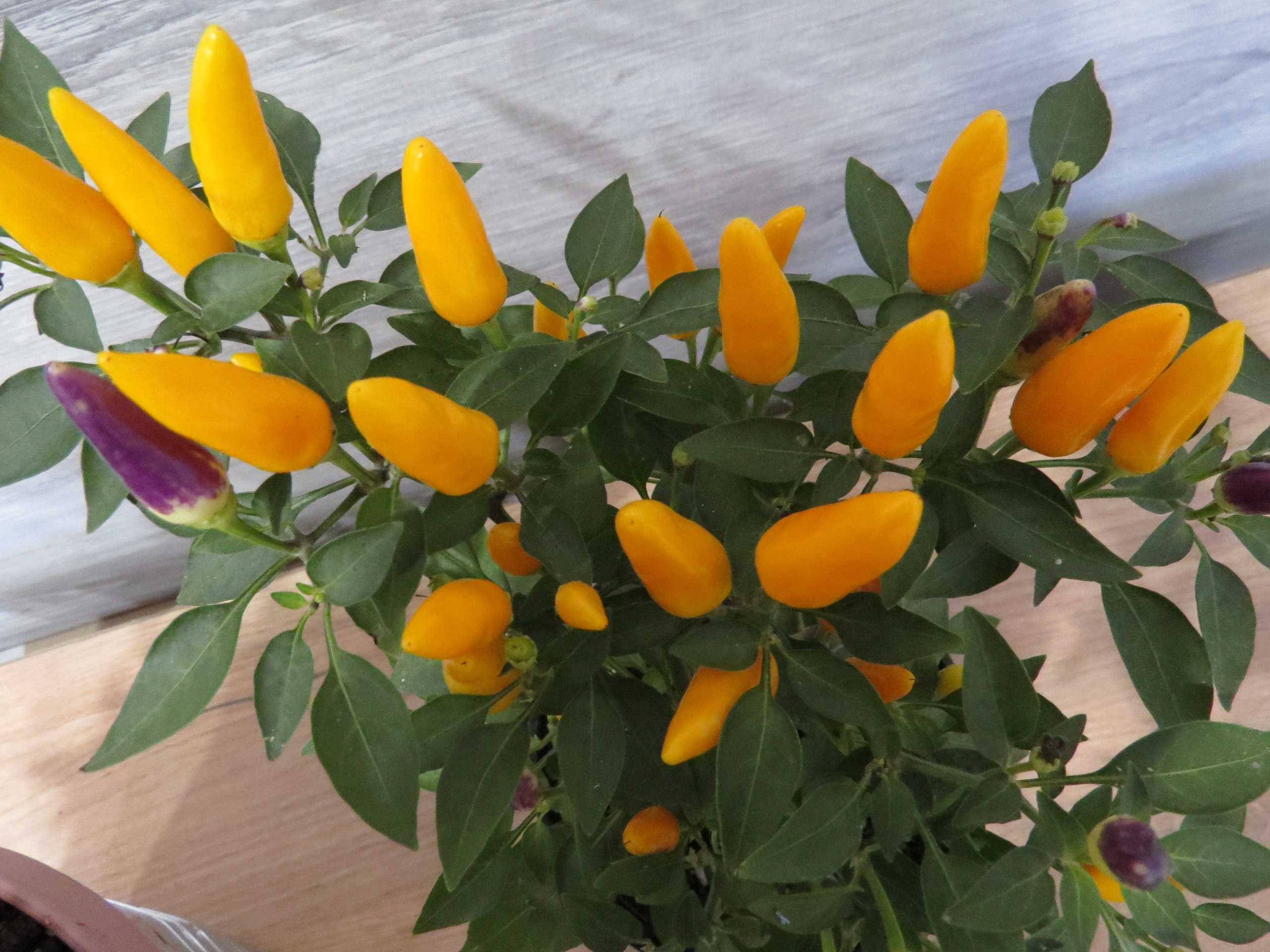 Плоды острого перца Северное сияние - фото 4