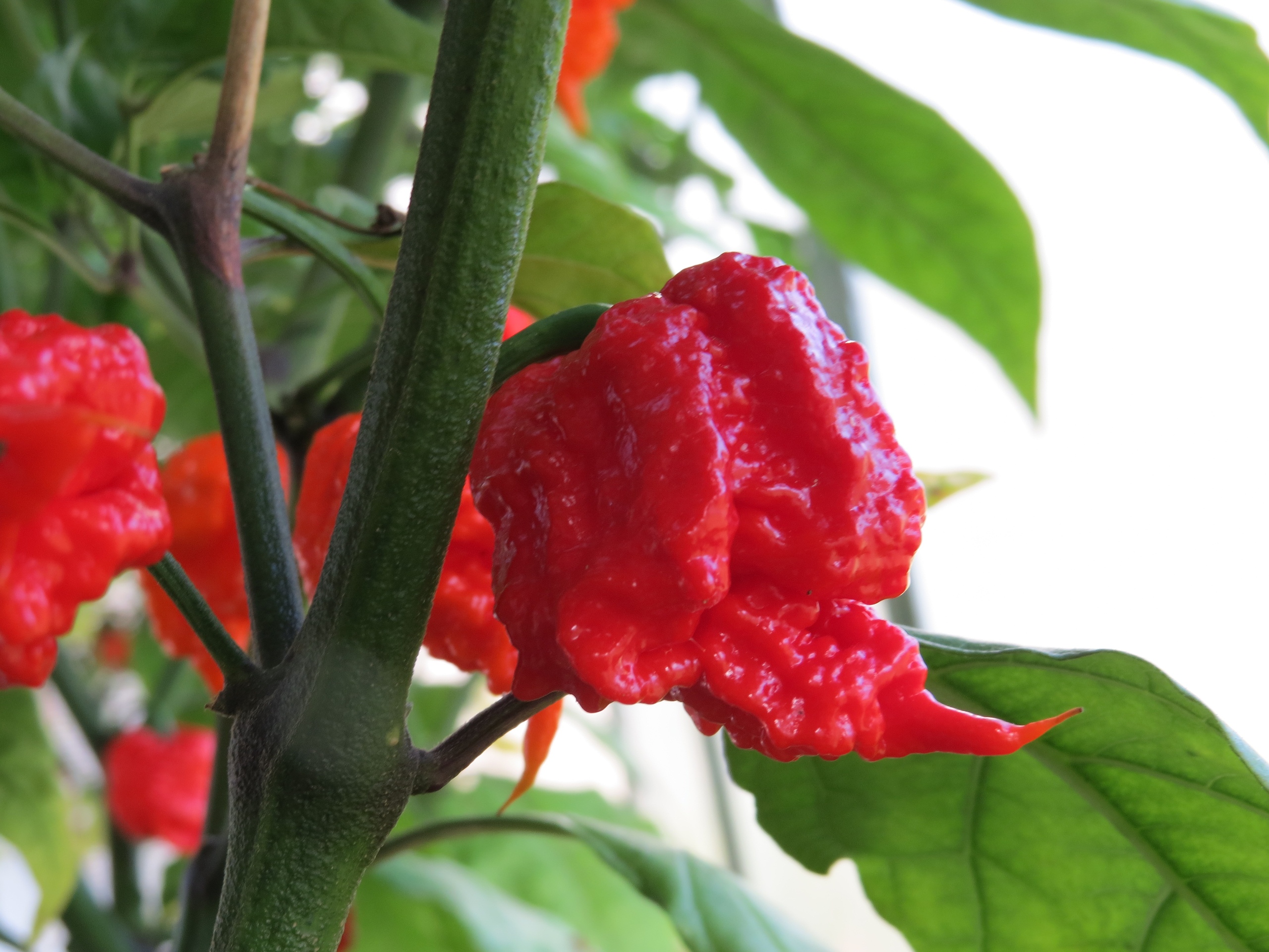 Семена острого перца Carolina Reaper