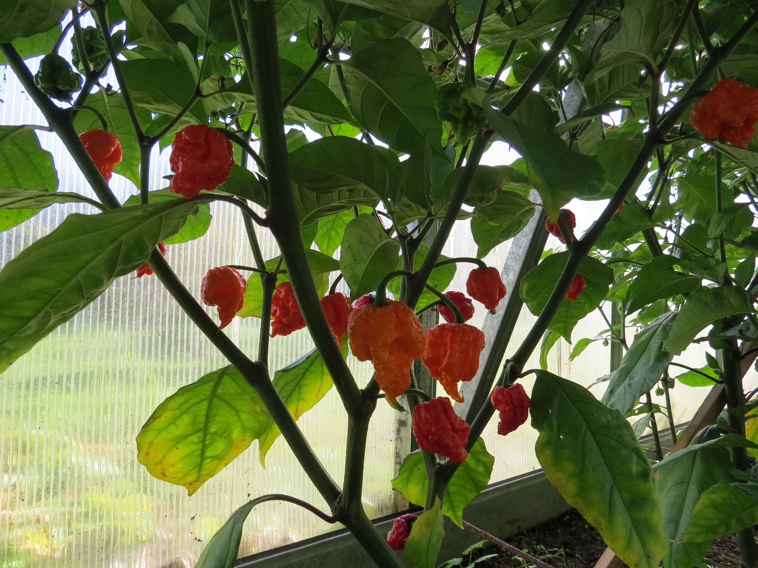 Выращивание острого перца Carolina Reaper - фото 2