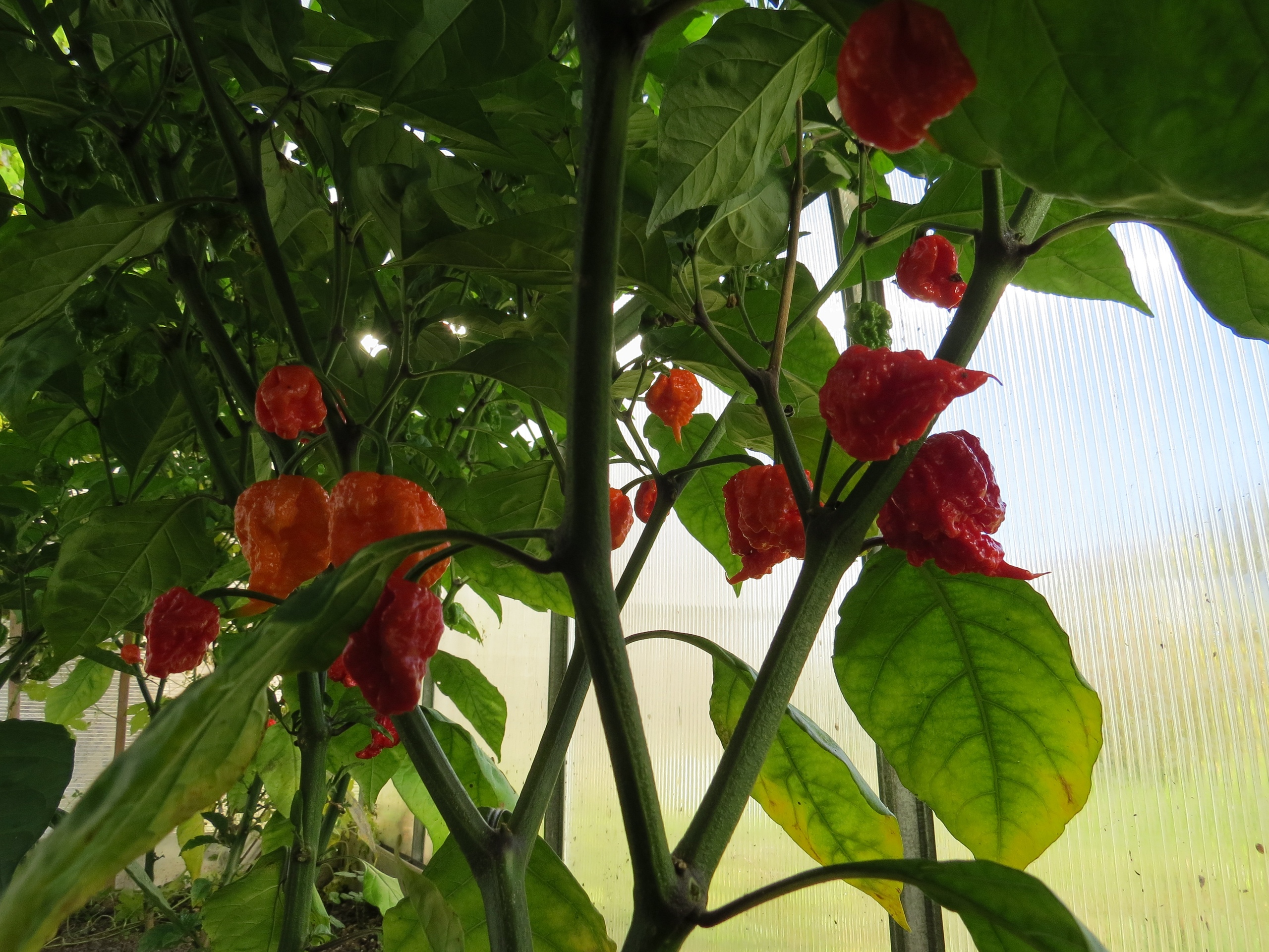 Сорт острого перца Carolina Reaper - фото 3