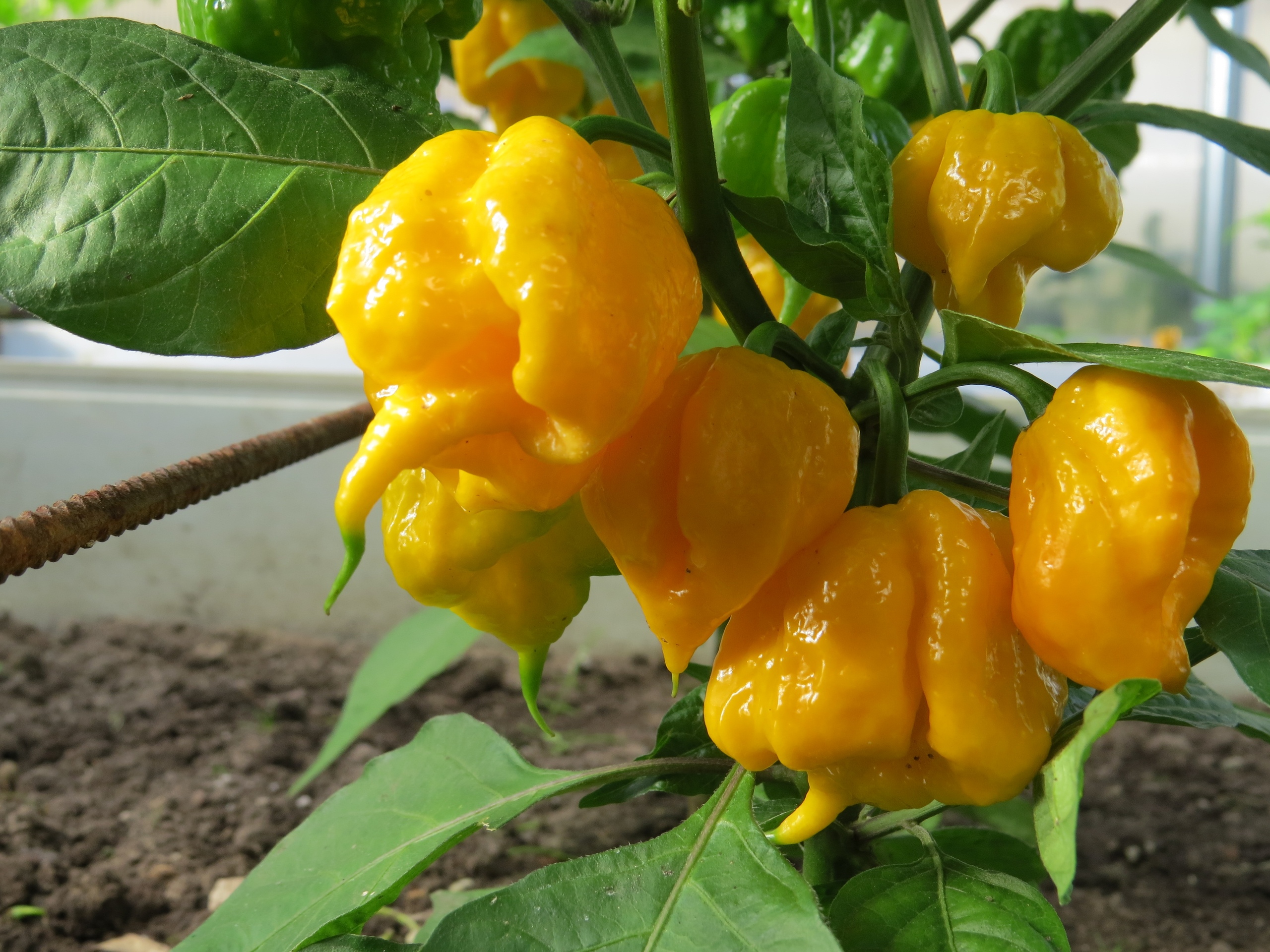 Семена острого перца Carolina Reaper Yellow