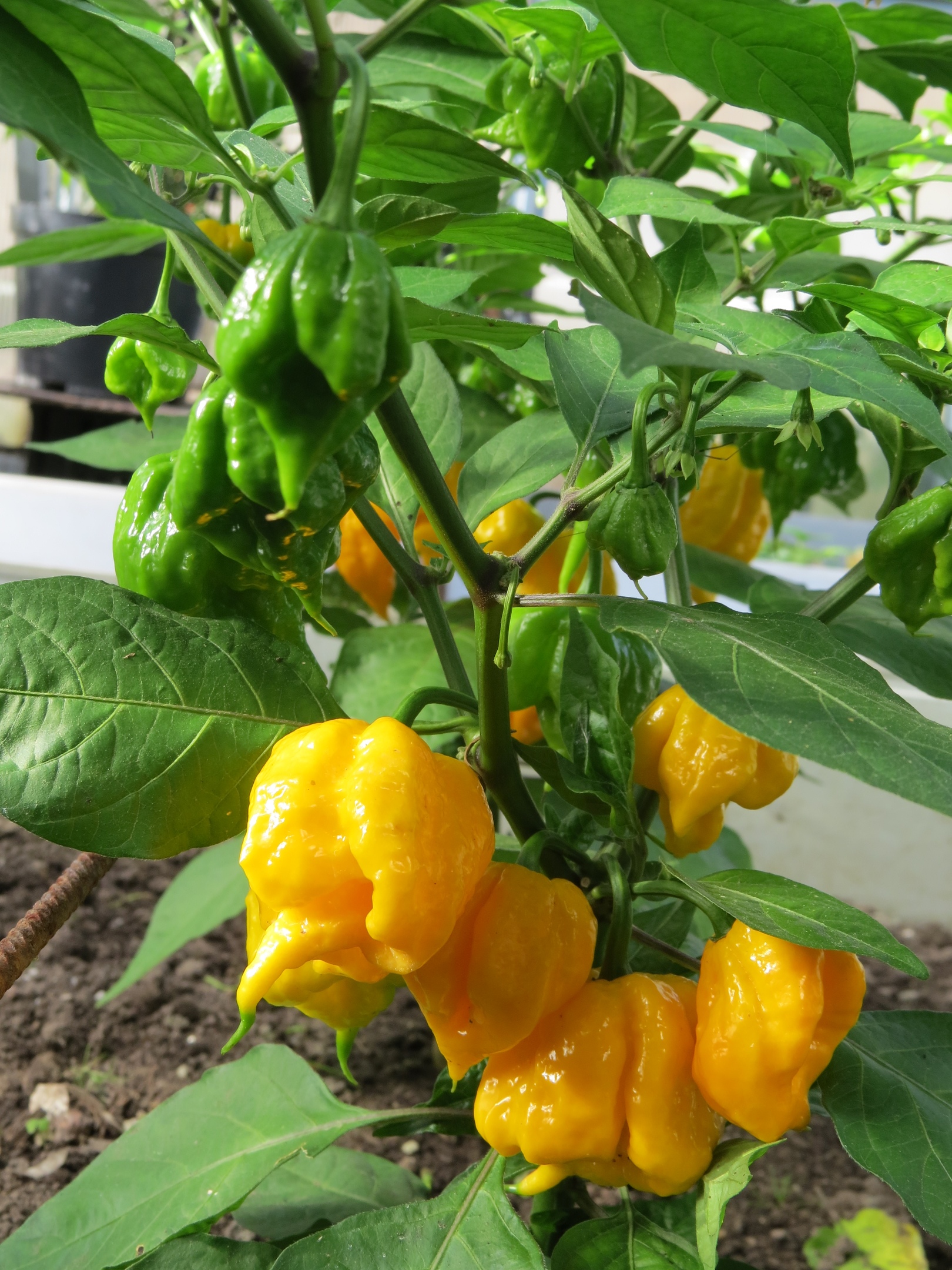 Выращивание острого перца Carolina Reaper Yellow - фото 2