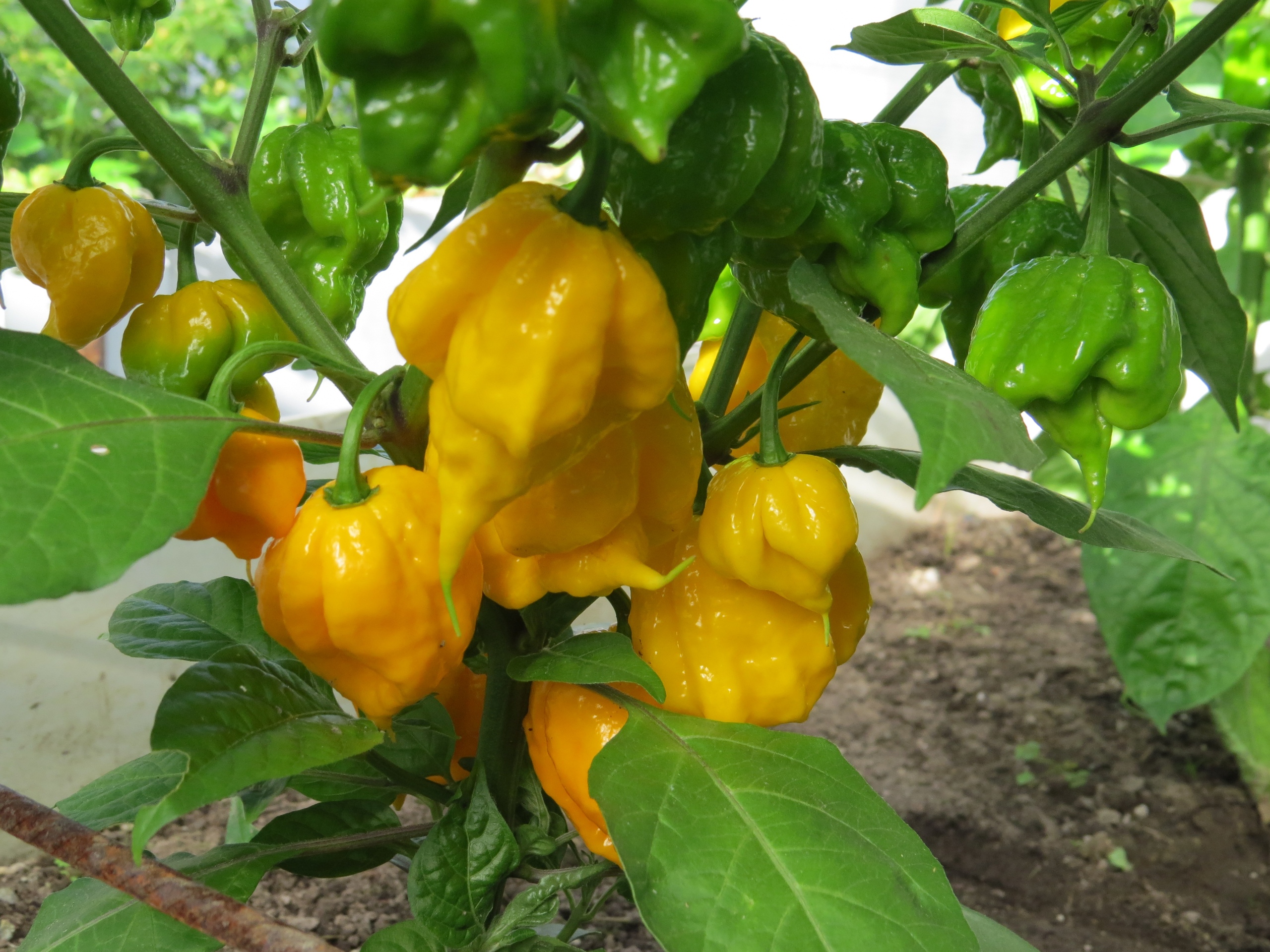 Сорт острого перца Carolina Reaper Yellow - фото 3