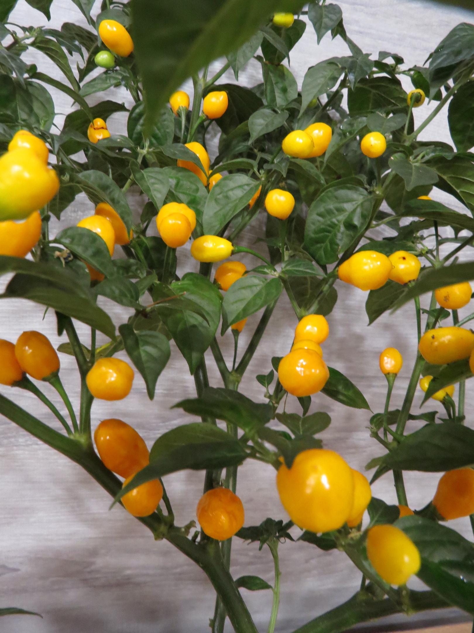 Семена острого перца Aji Charapita Гибрид