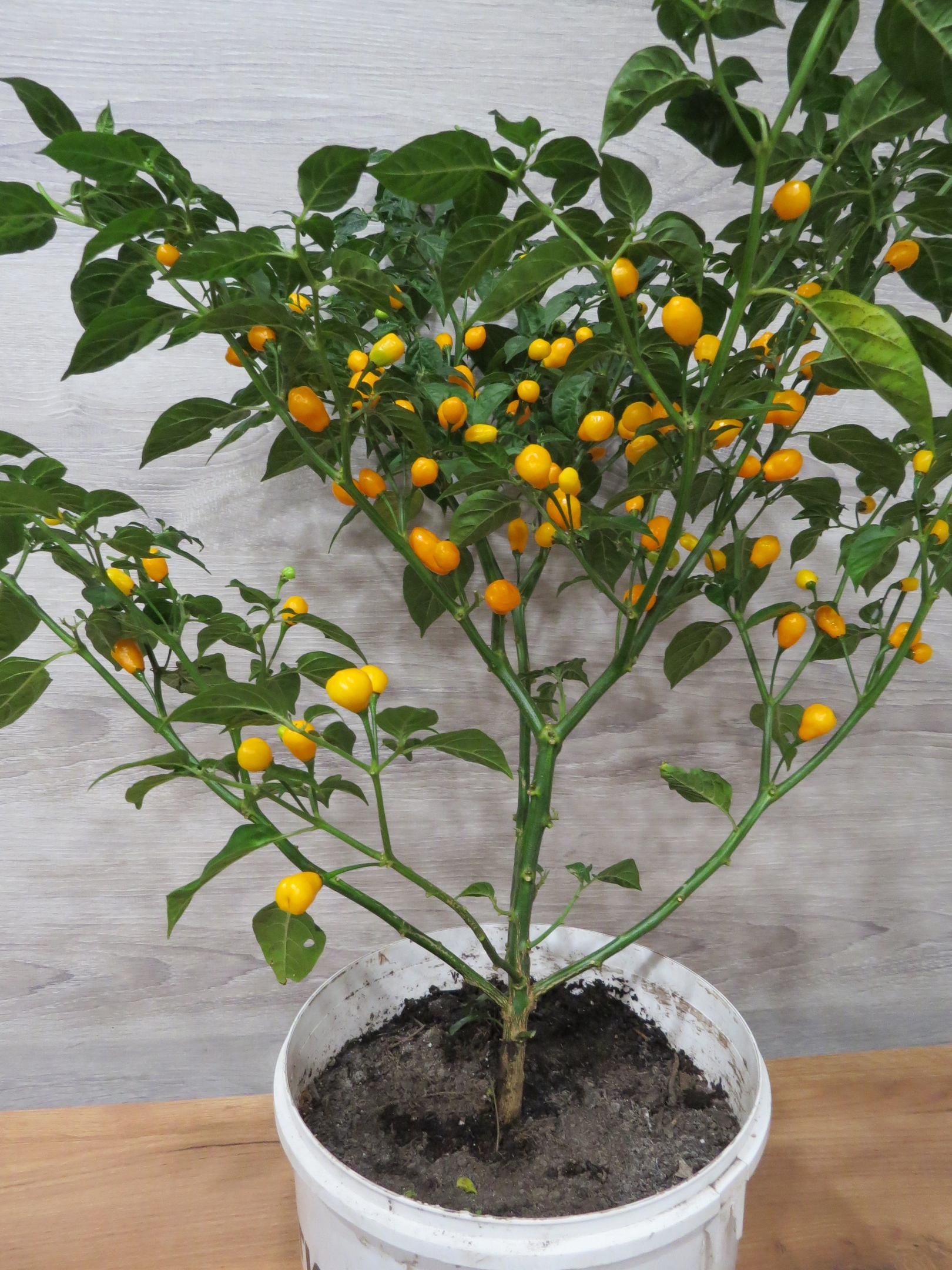 Выращивание острого перца Aji Charapita Гибрид - фото 2