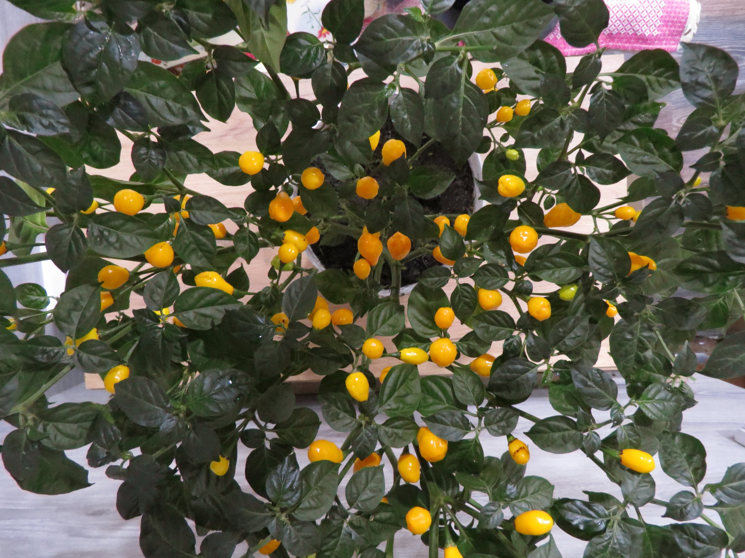 Сорт острого перца Aji Charapita Гибрид - фото 3