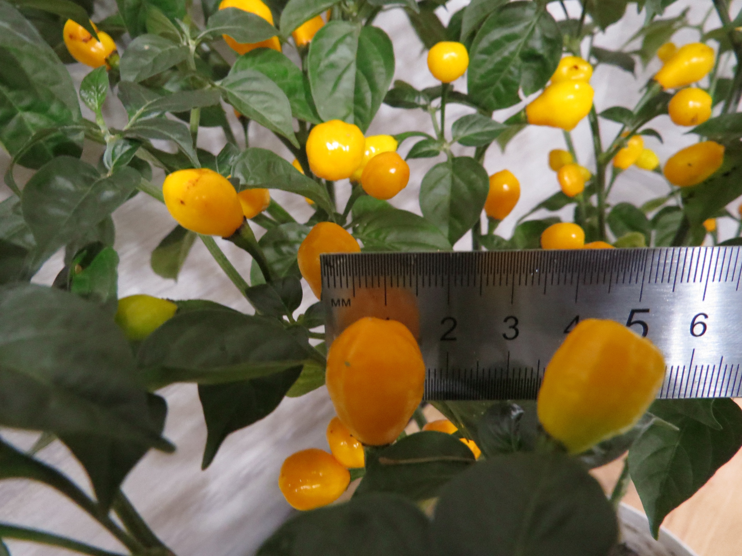 Плоды острого перца Aji Charapita Гибрид - фото 4