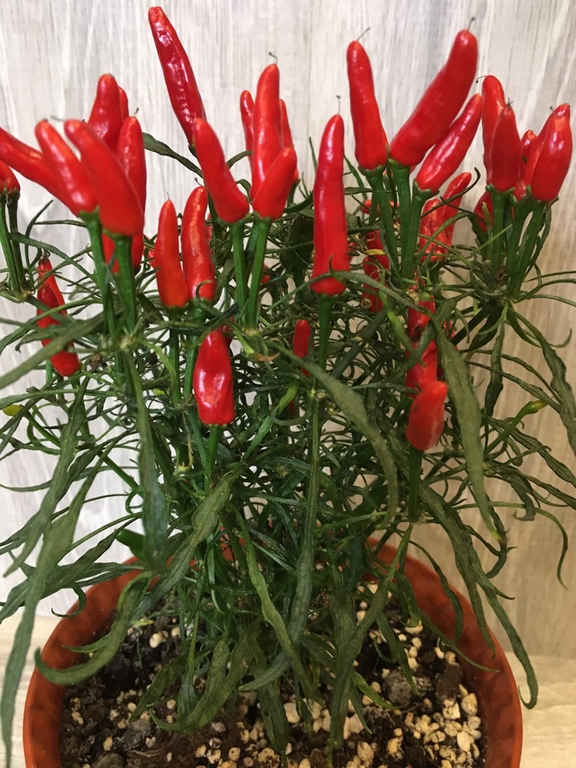 Семена острого перца Candlelight Mutant