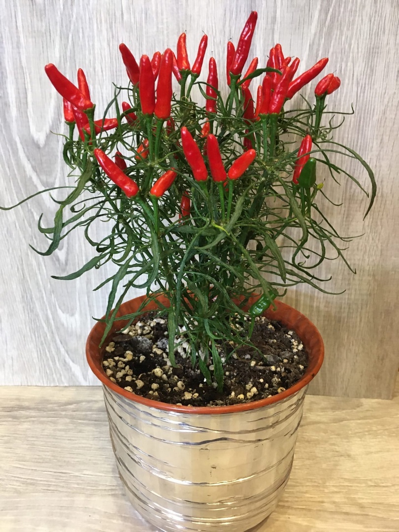 Выращивание острого перца Candlelight Mutant - фото 2