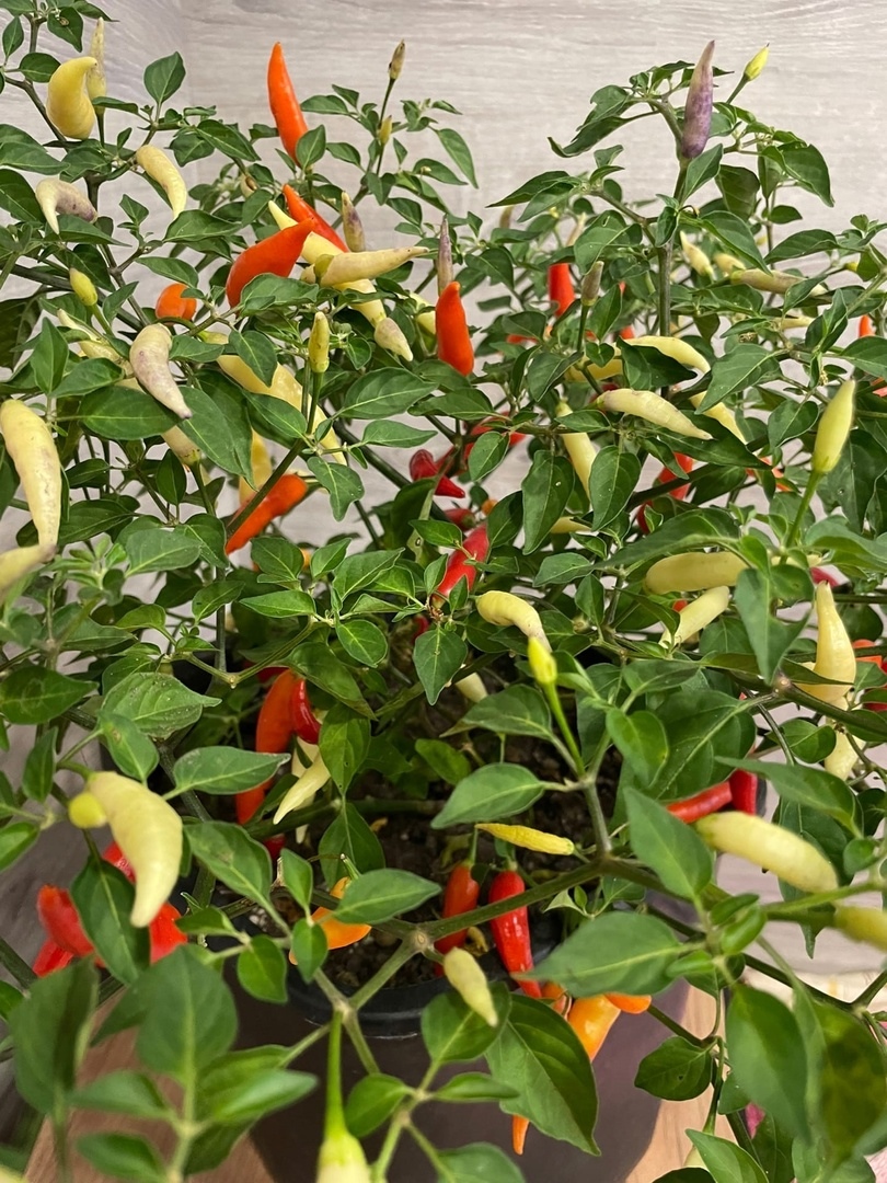 Семена острого перца Aji Omnicolor (Аджи Разноцветный)