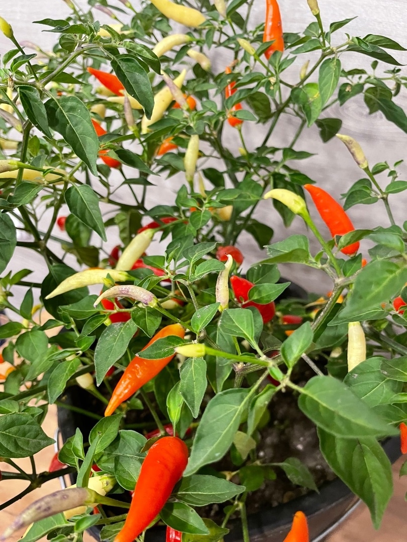 Выращивание острого перца Aji Omnicolor (Аджи Разноцветный) - фото 2