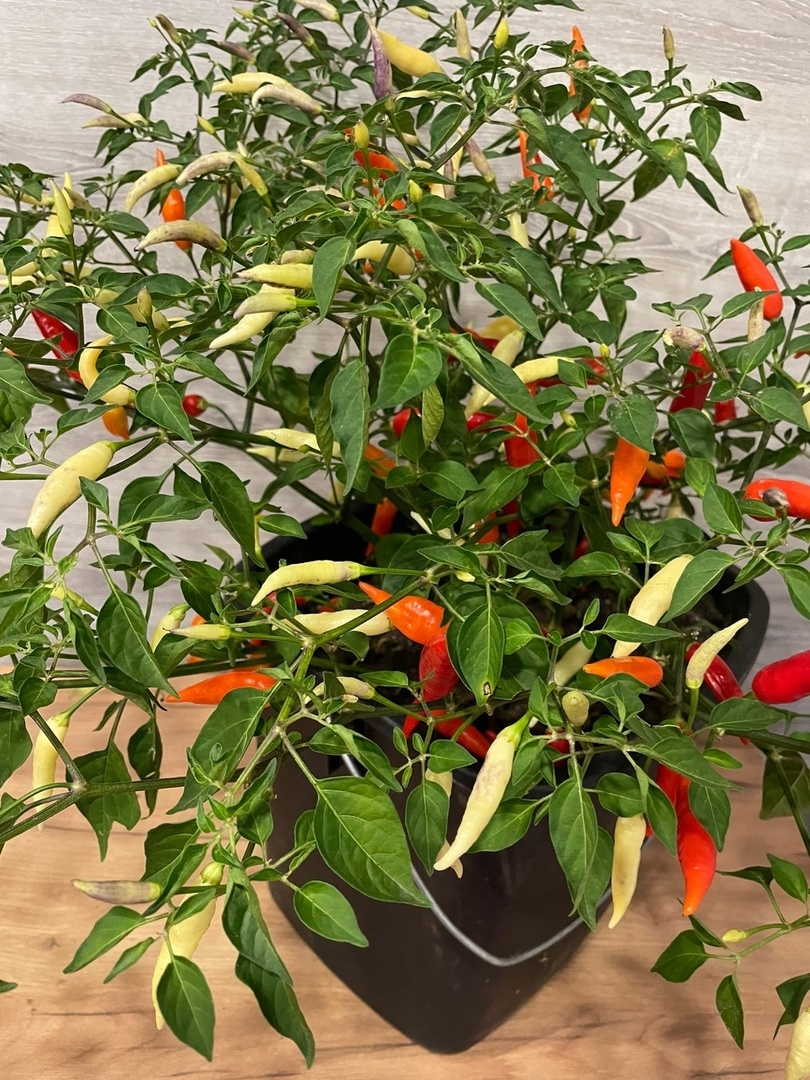 Плоды острого перца Aji Omnicolor (Аджи Разноцветный) - фото 4