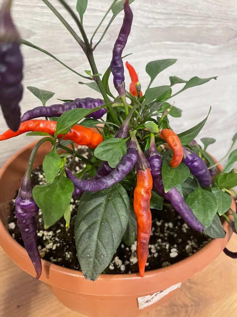 Семена острого перца NuMex April Fool's Day (День дурака)