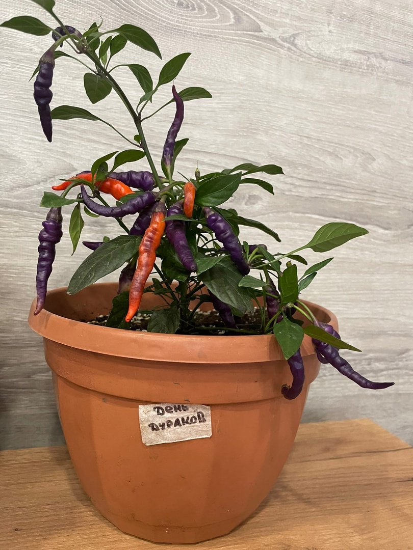 Выращивание острого перца NuMex April Fool's Day (День дурака) - фото 2